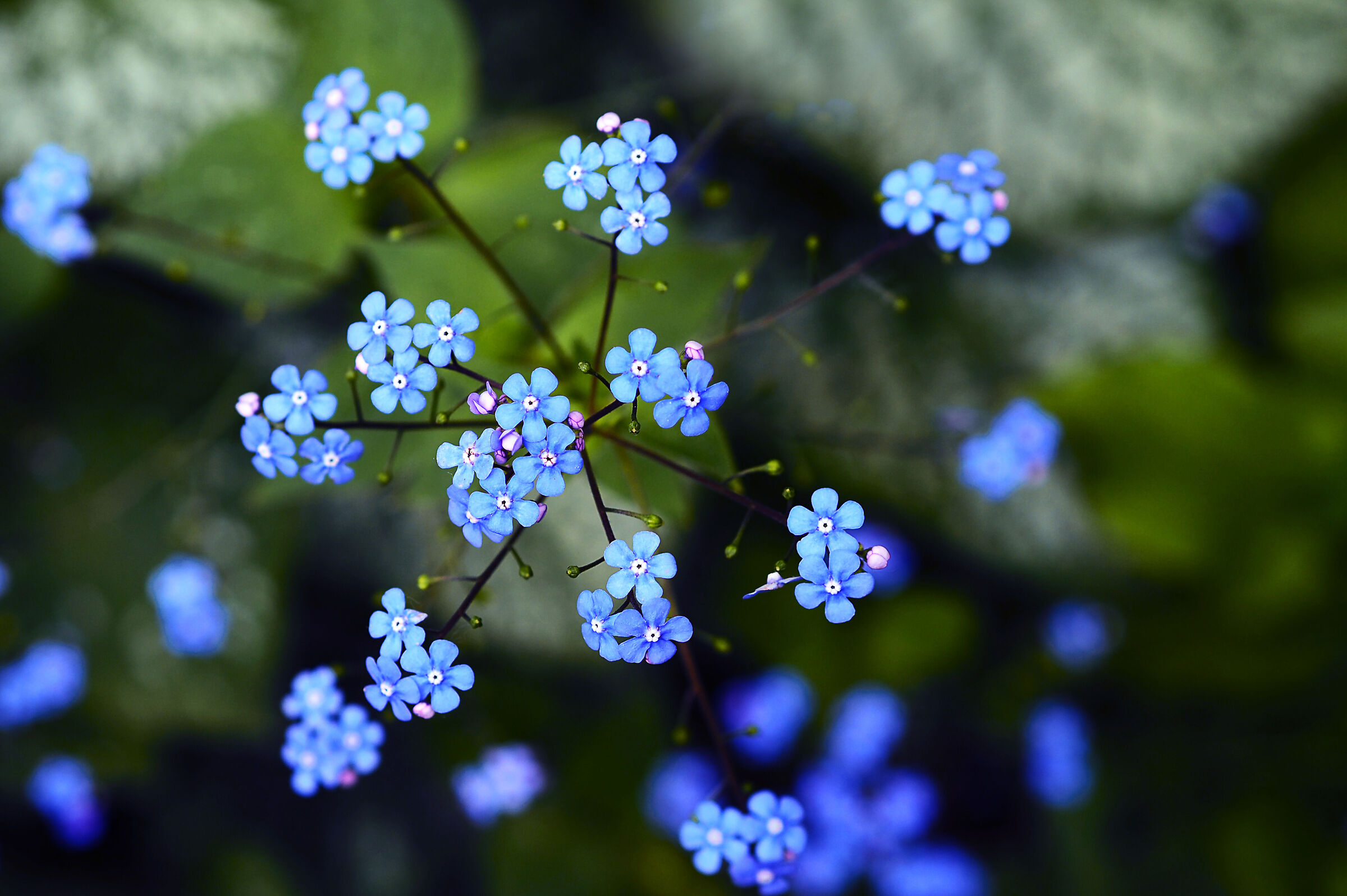 fiorellini di mprimavera