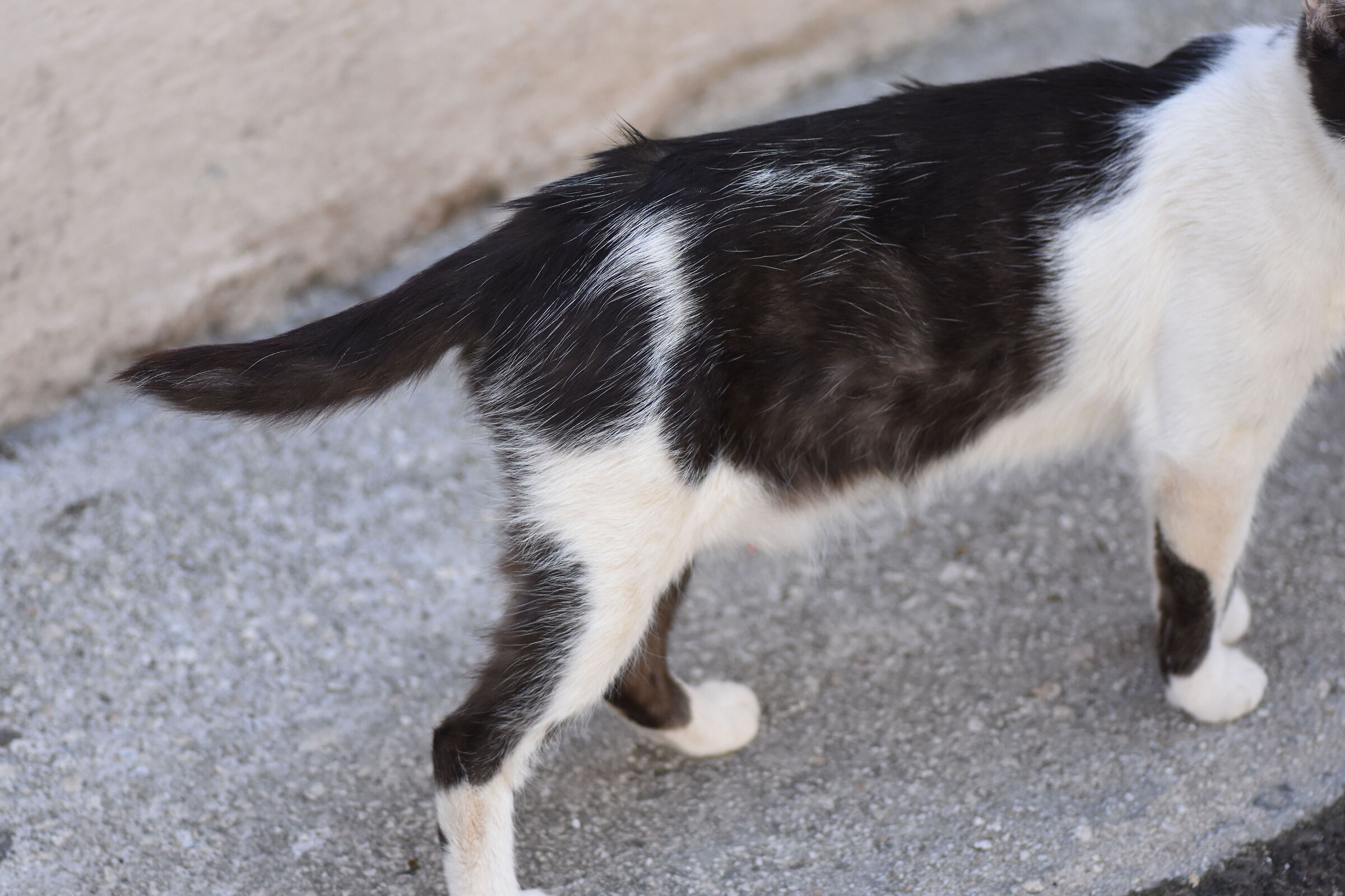 " Crop 150 " Tokina 100 F. 2.8 Atx-i - Nikon D 7200