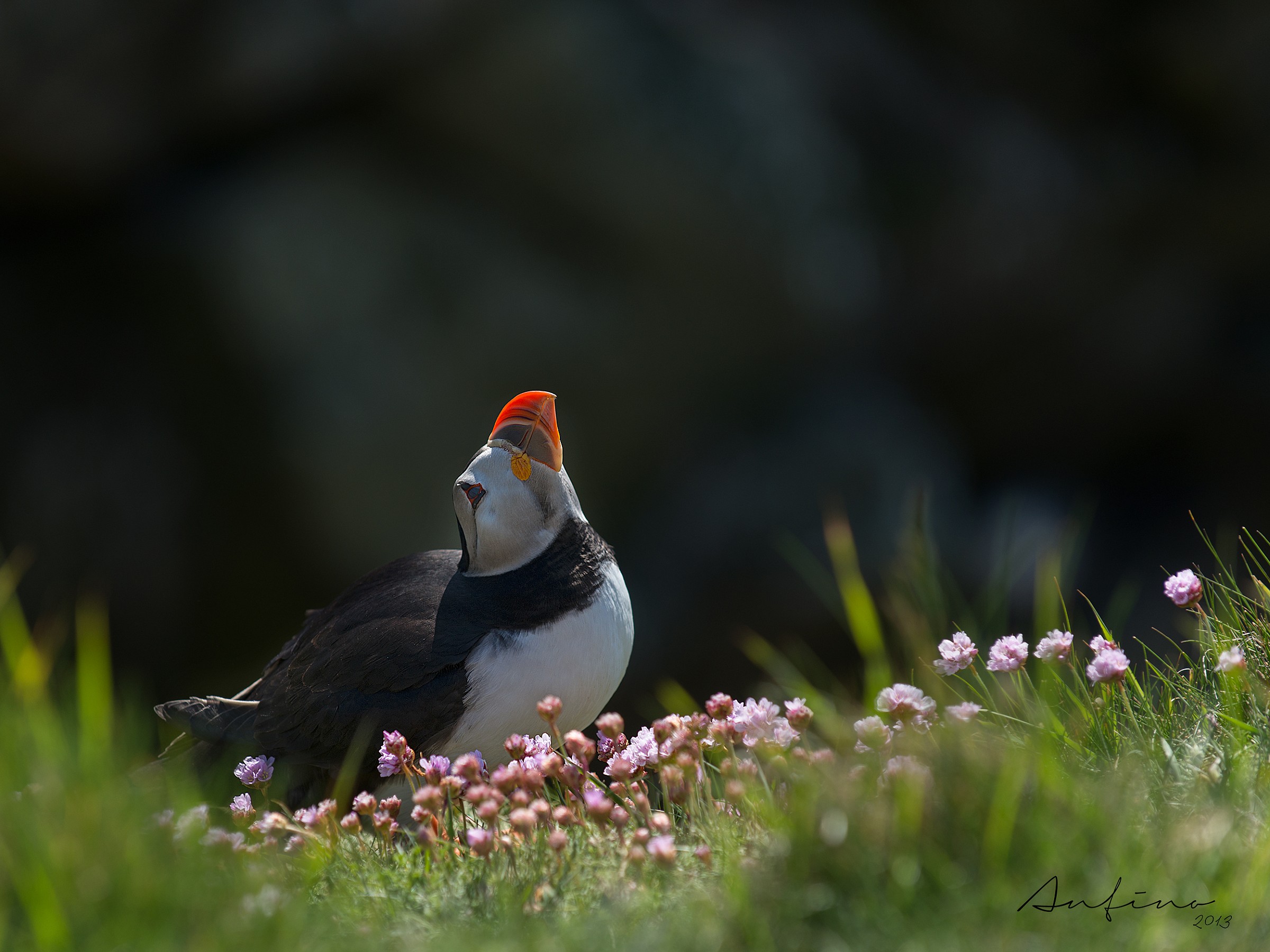 Puffin
