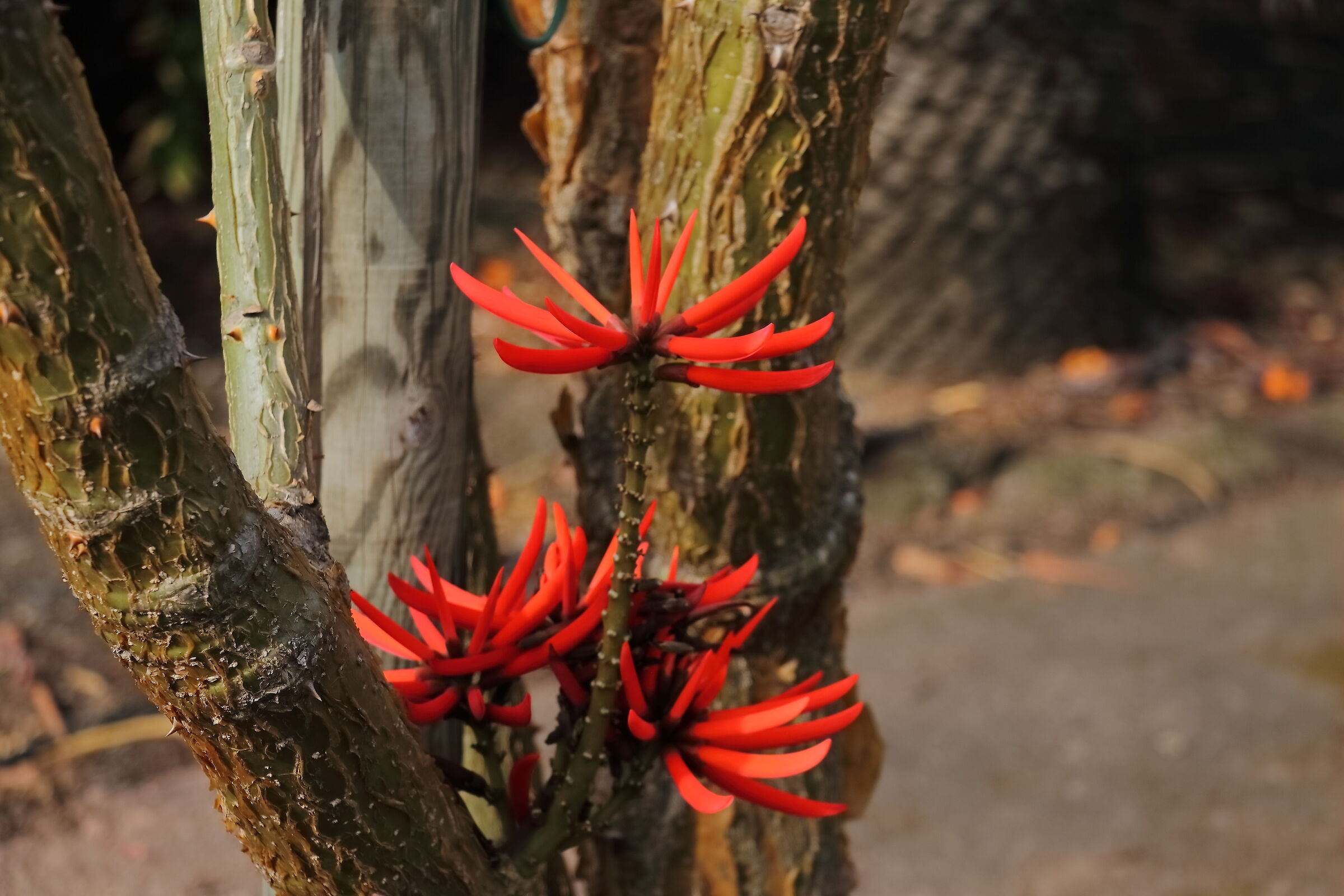 Giarre 15-04-2024 - 0153