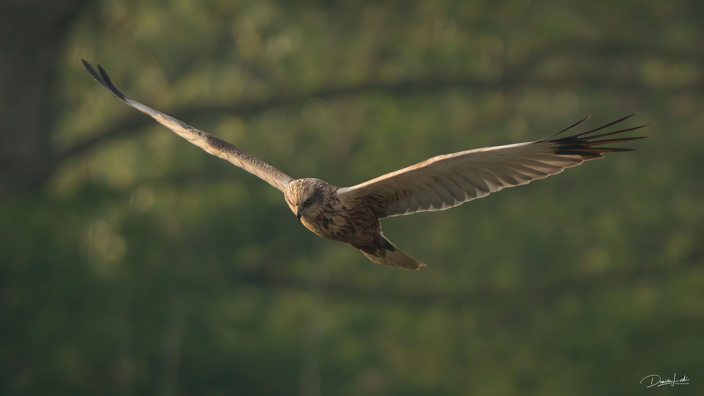 Marsh Harrier