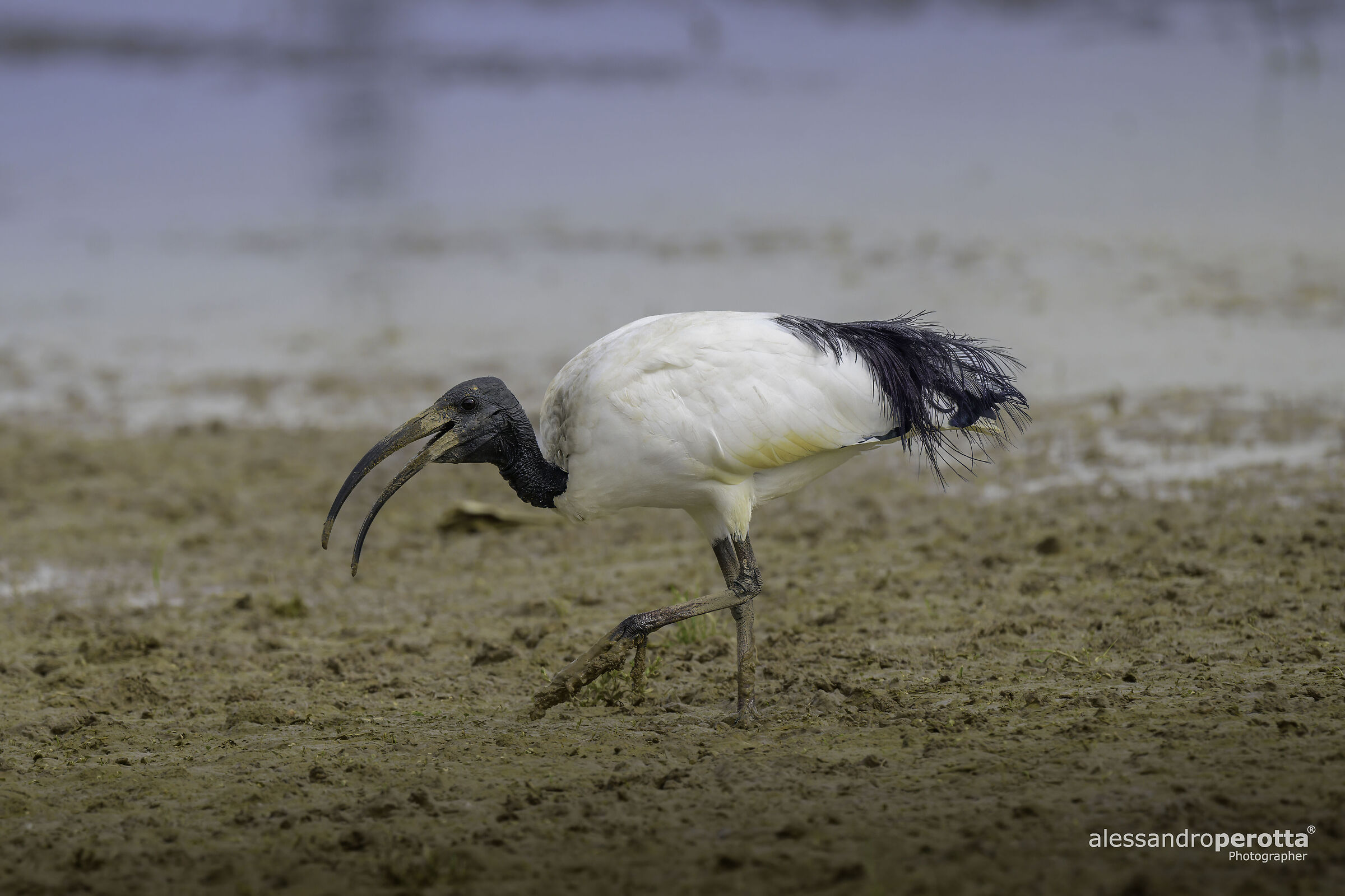 Threskiornis aethiopicus