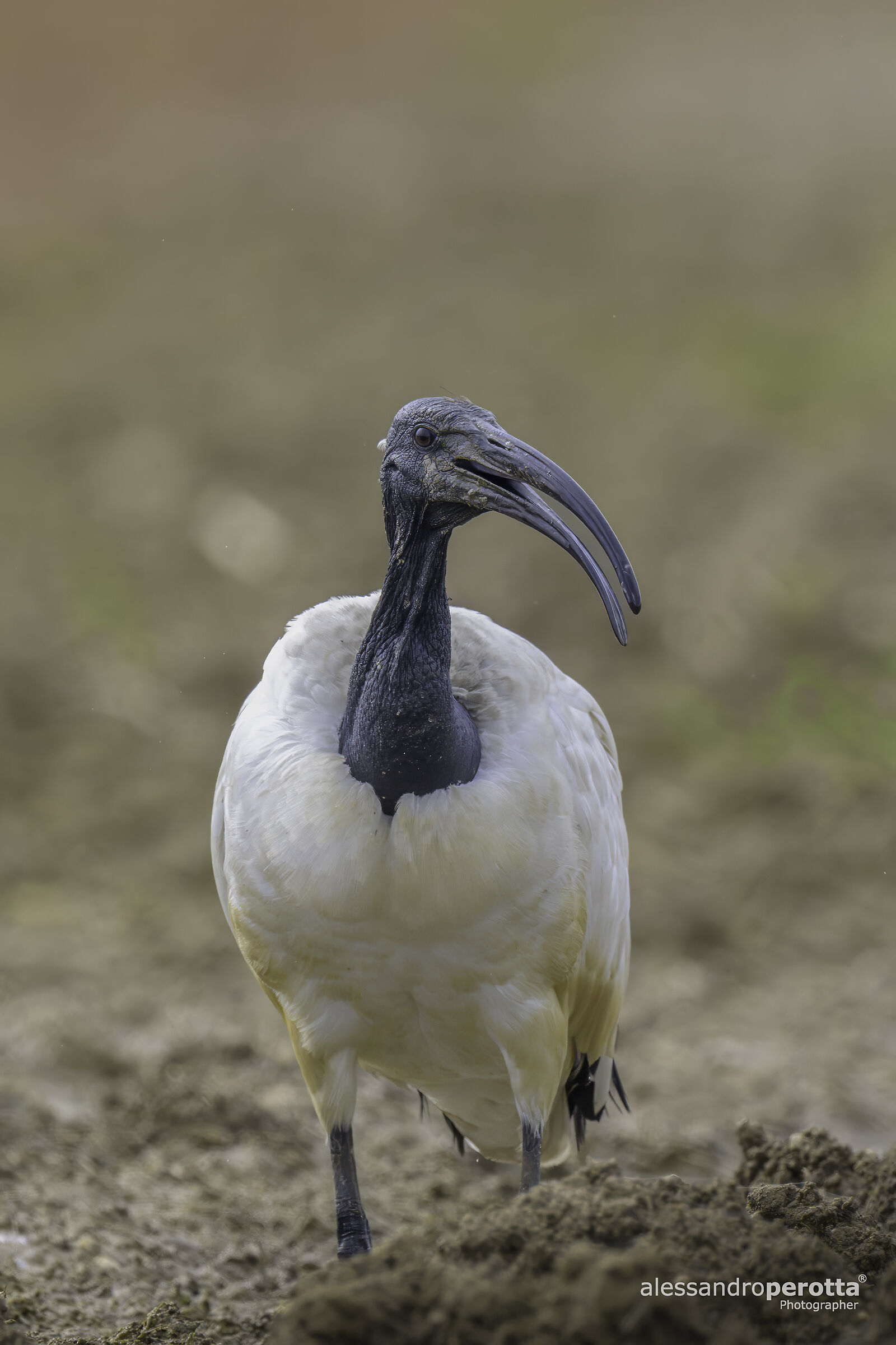 Threskiornis aethiopicus