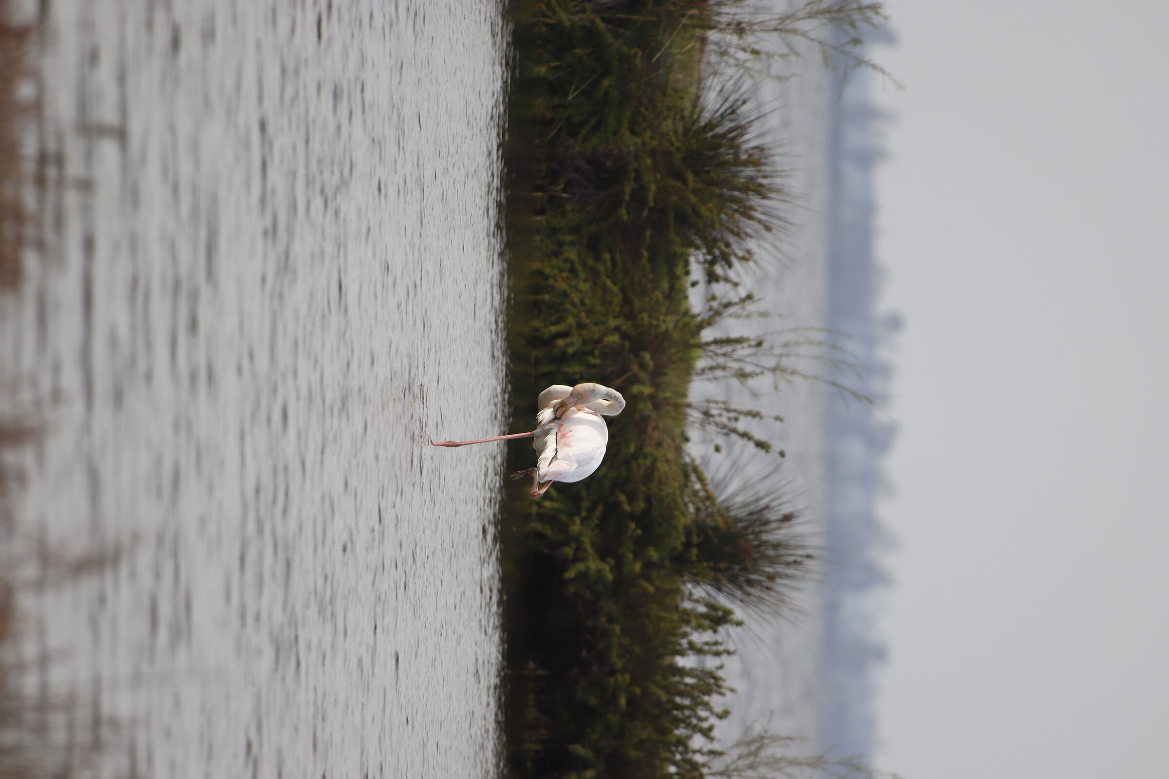 Flamingo