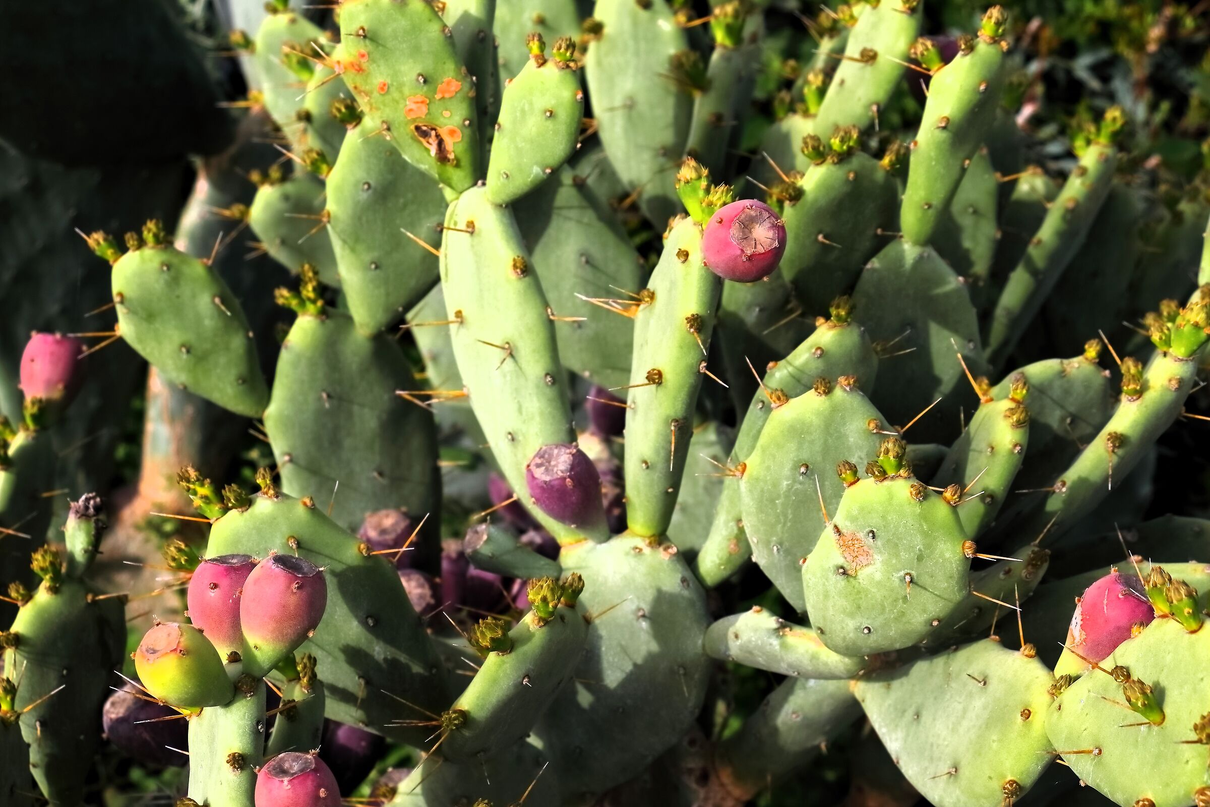 Giarre 15-04-2024 - 0164