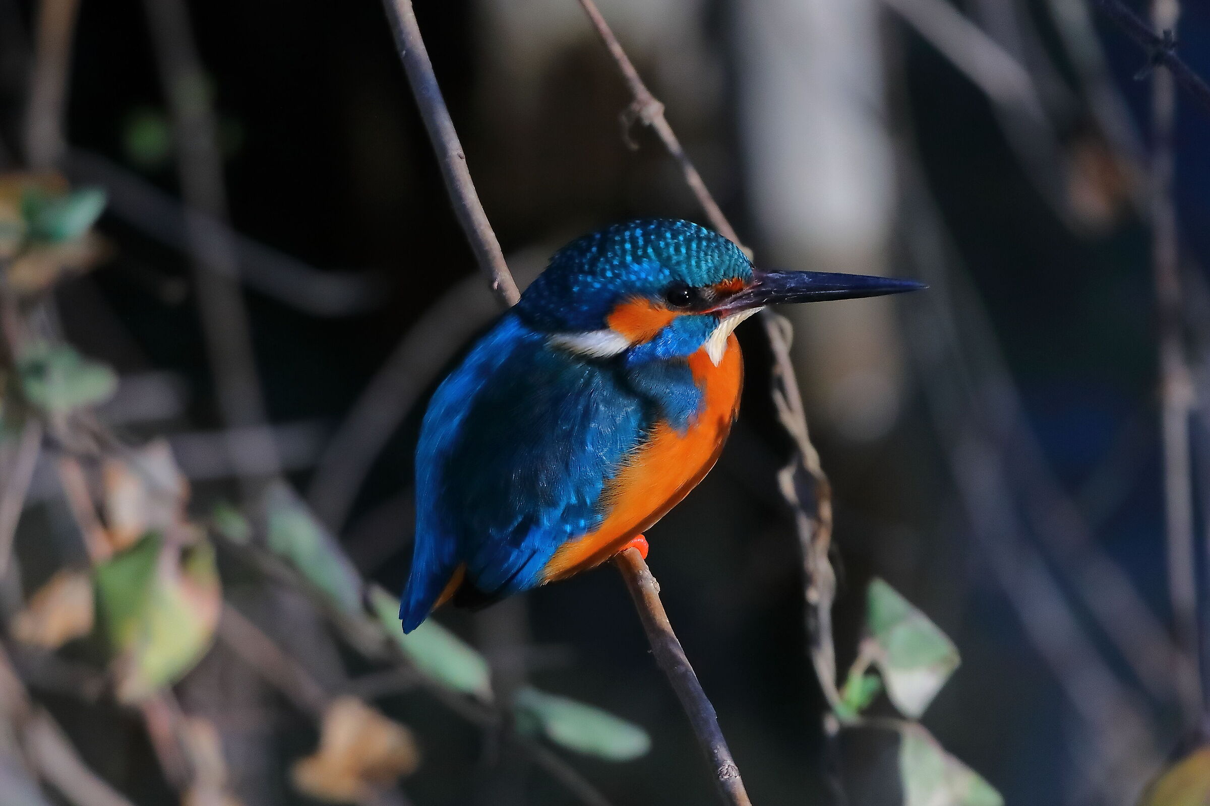 Kingfisher M 13 February 2024 - 0227