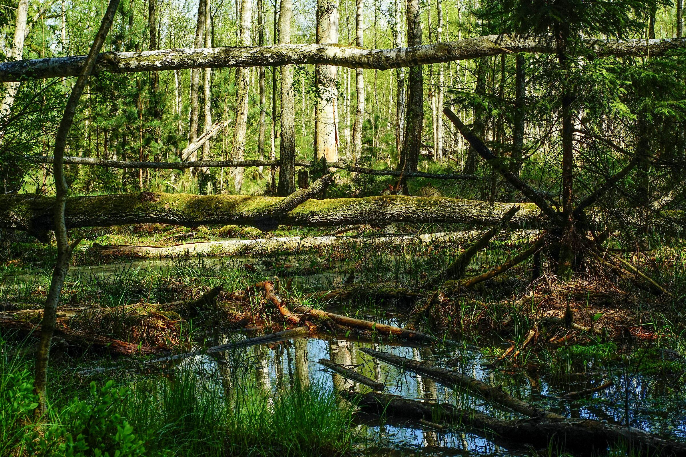 Foresta naturale. Palude