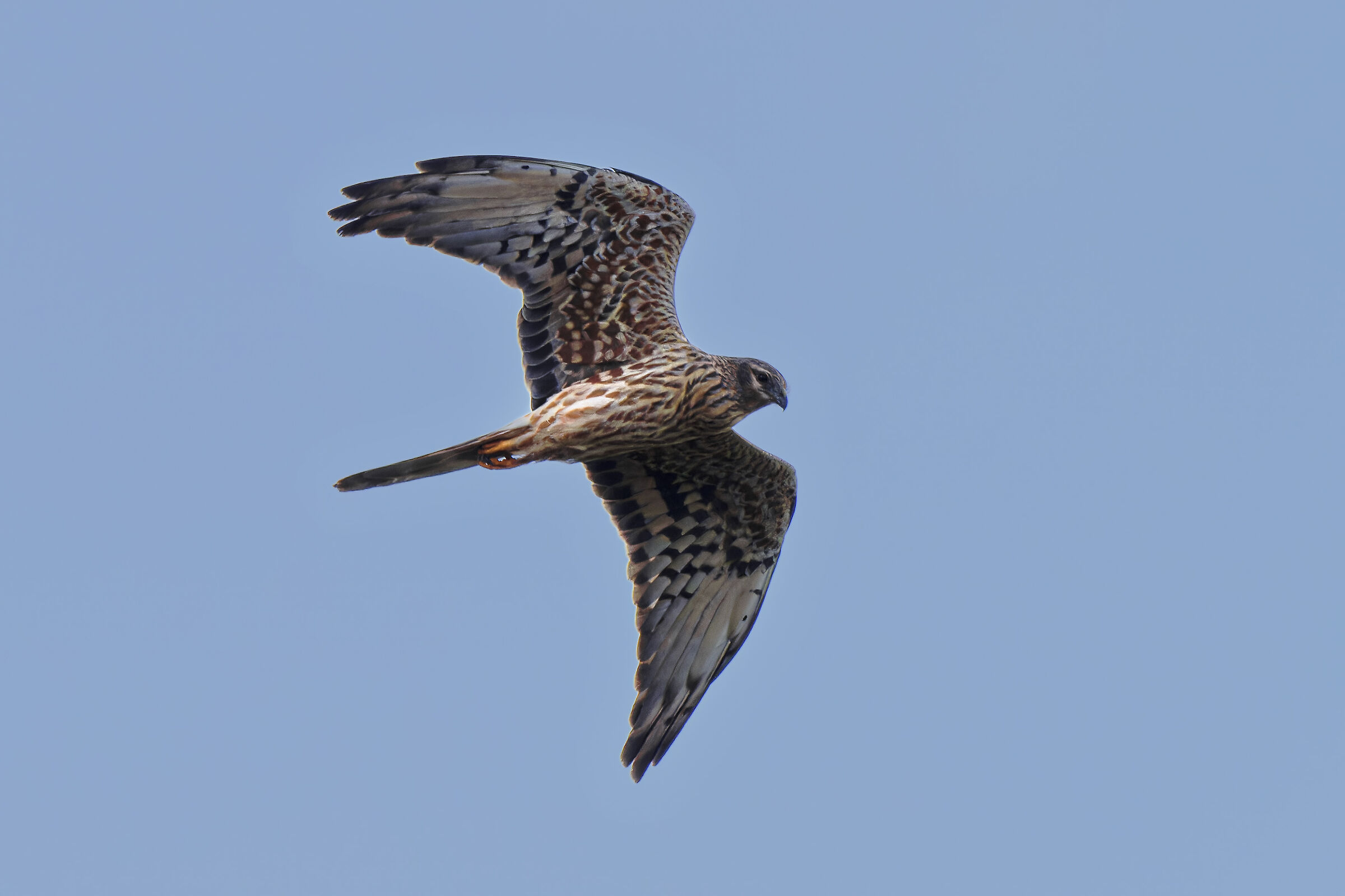 Female hen harrier