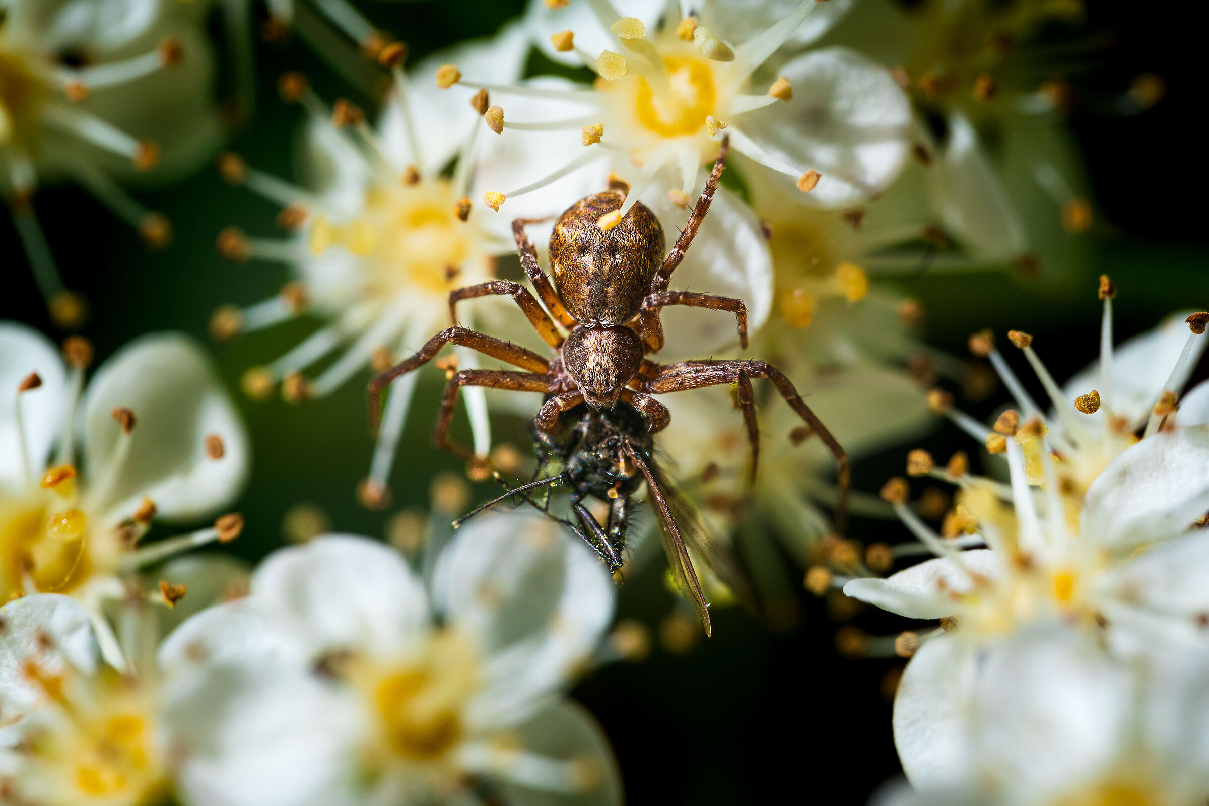 Cruel in paradise -Philodromus aureolus