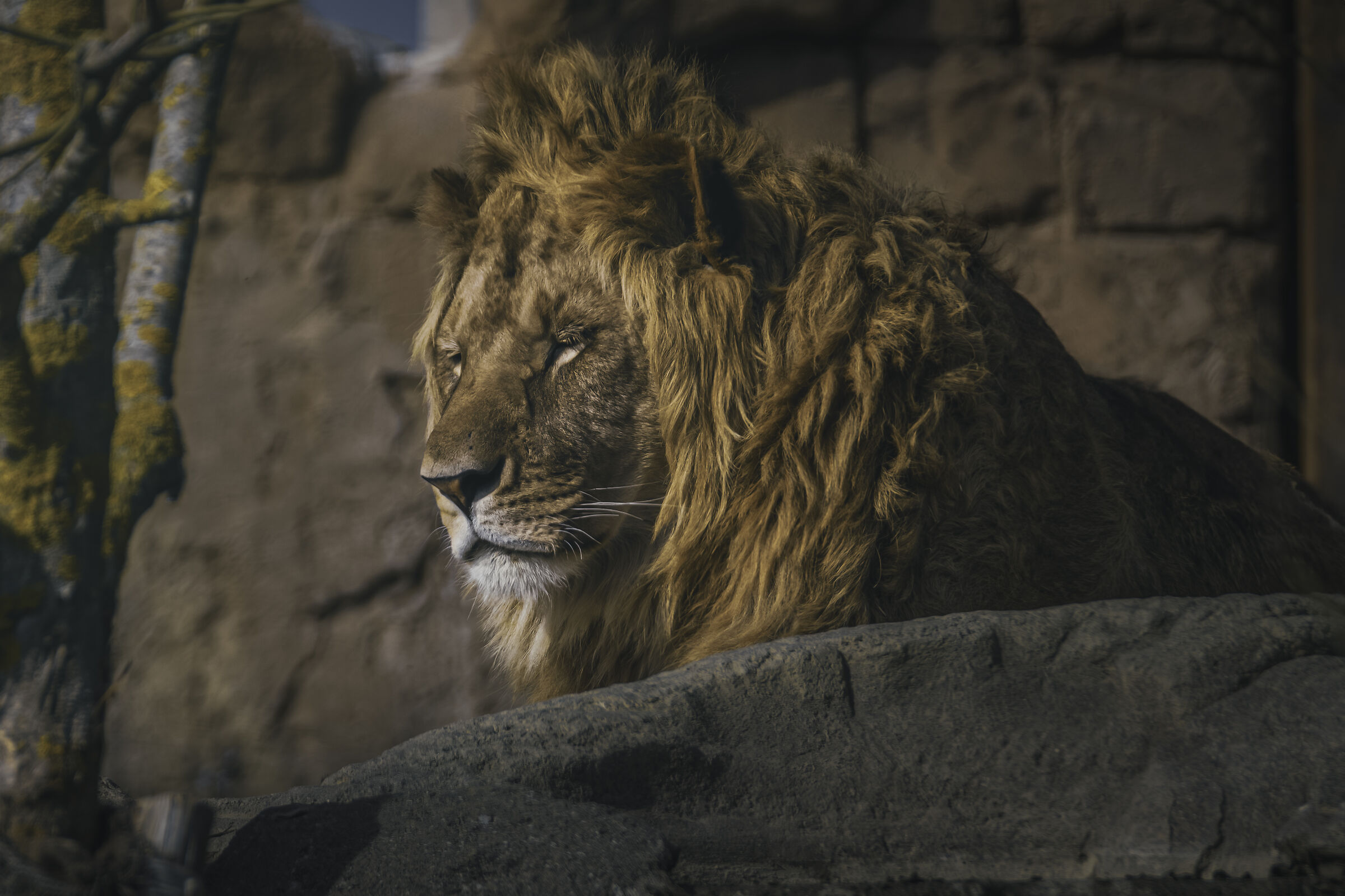 lion