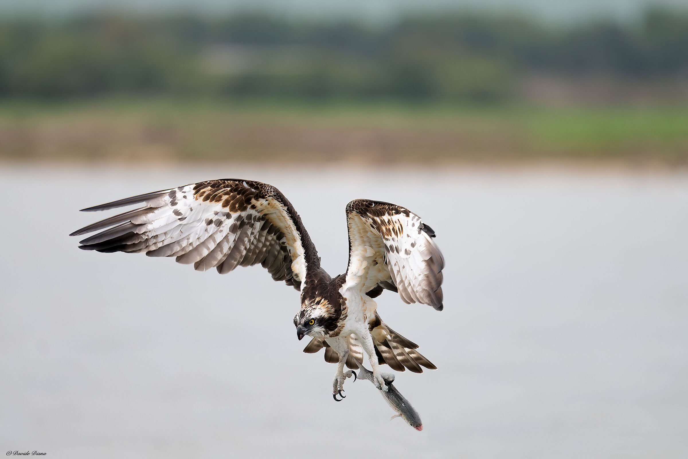 Osprey - Pandion haliaetus - Cabras - Sardinia