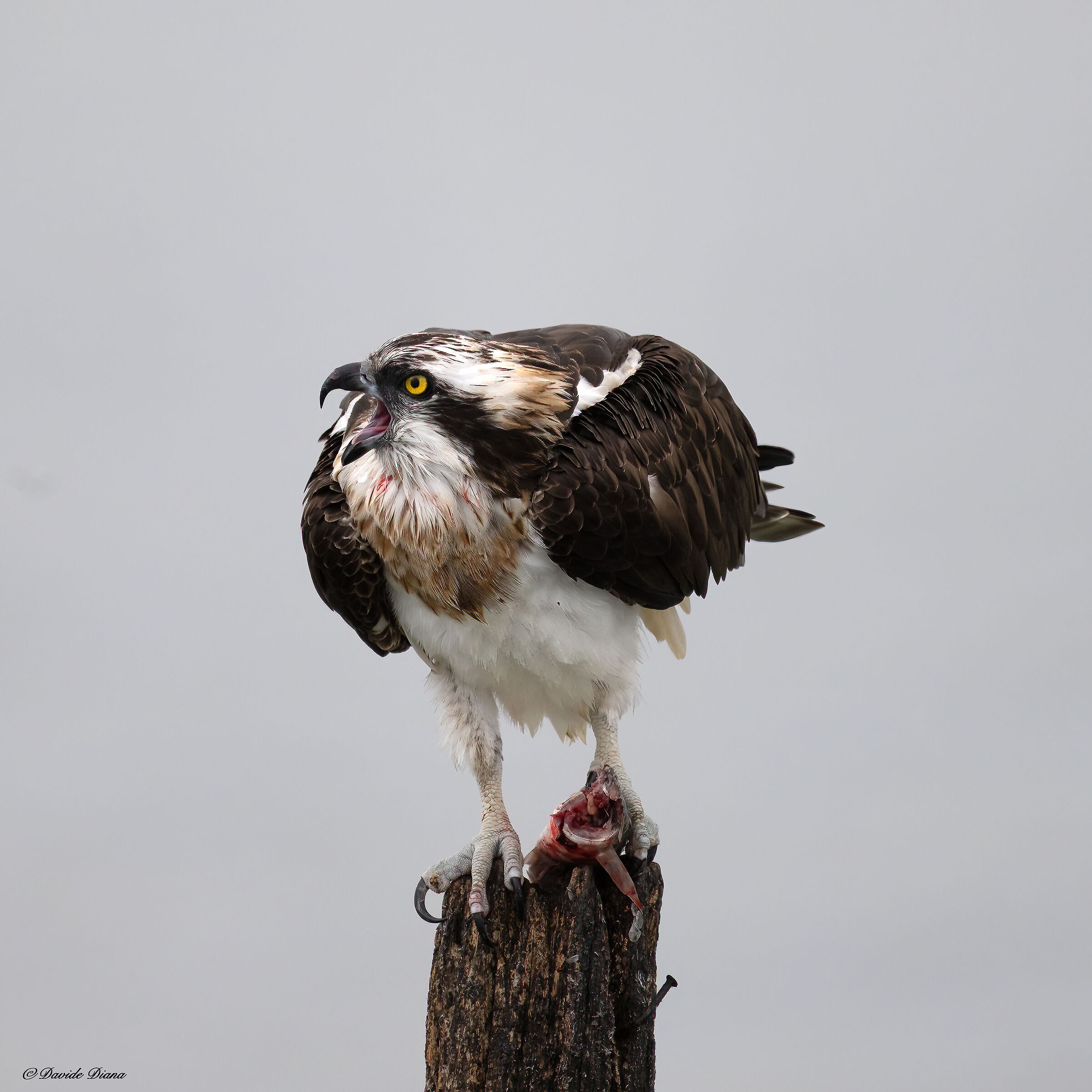 Osprey - Pandion haliaetus - Cabras - Sardinia