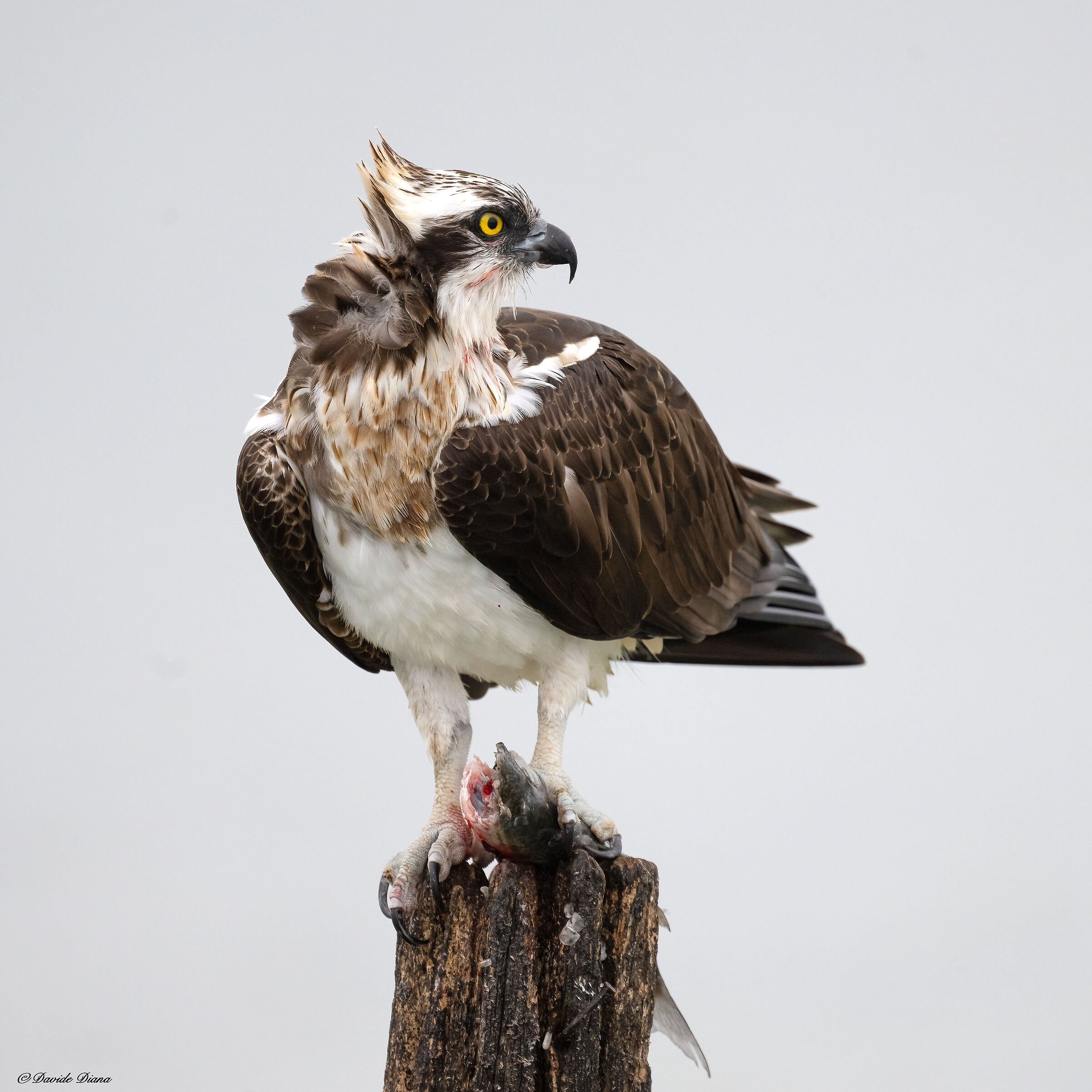 Osprey - Pandion haliaetus - Cabras - Sardinia