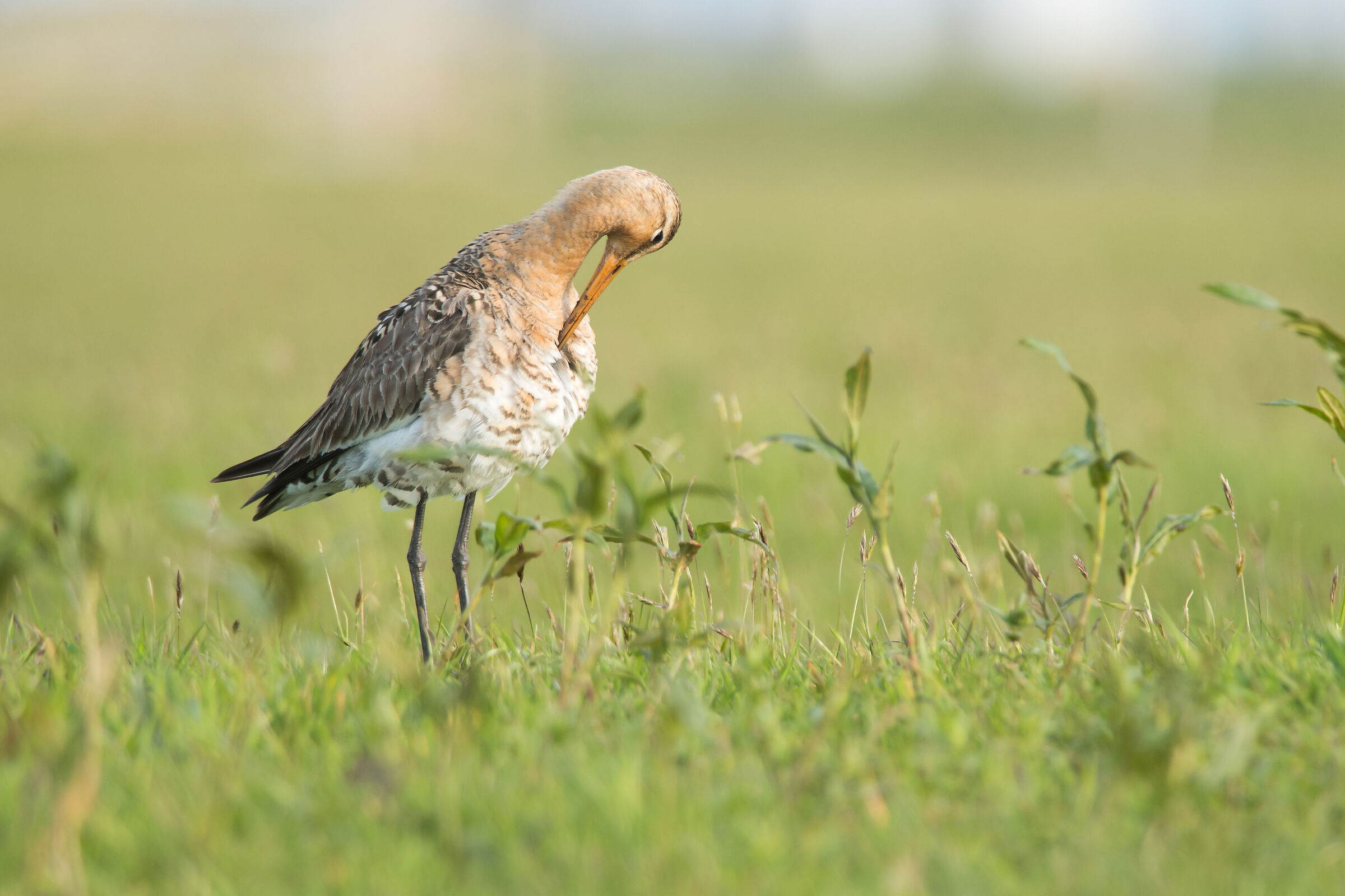 Black-tailed Godwit