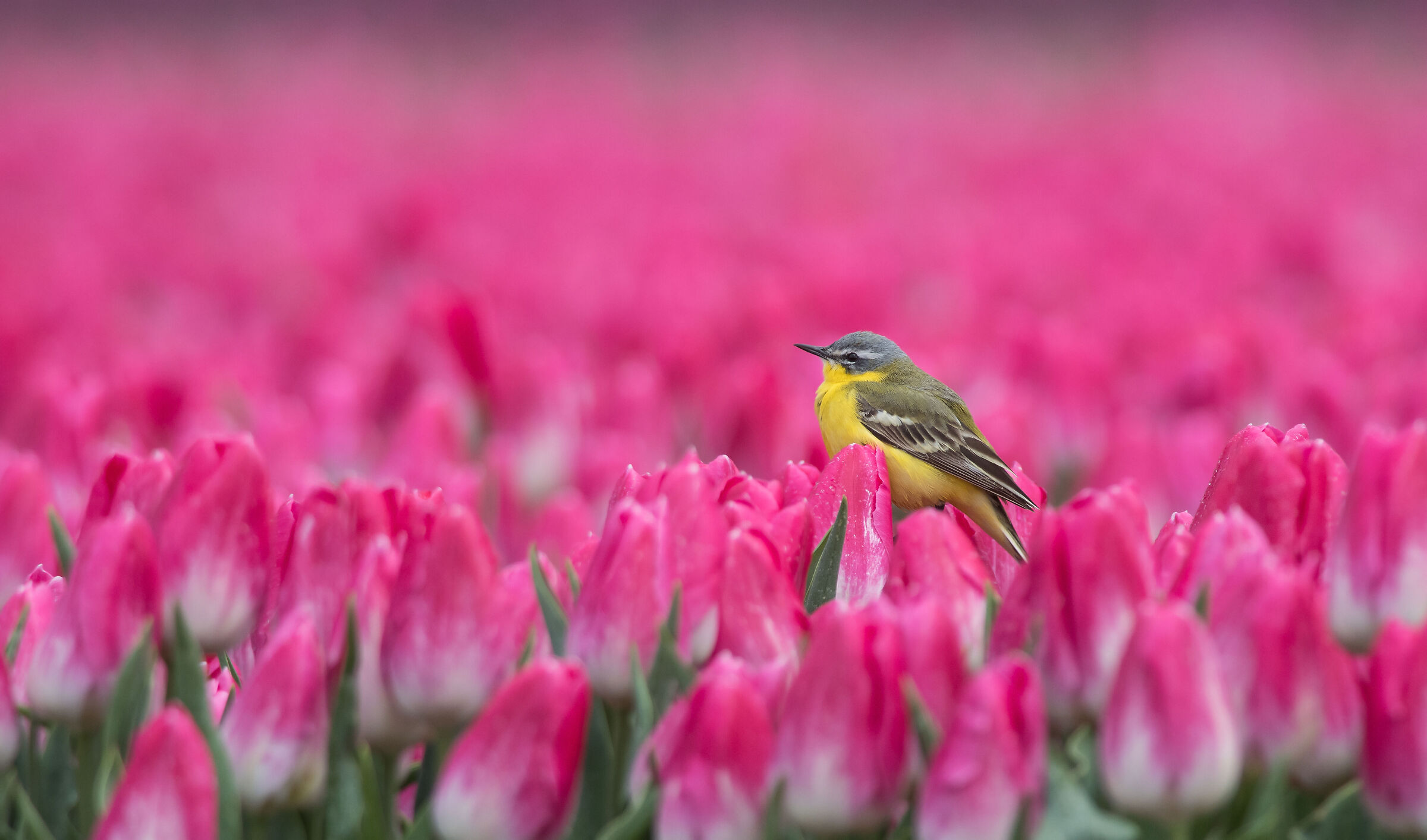 Punto di osservazione