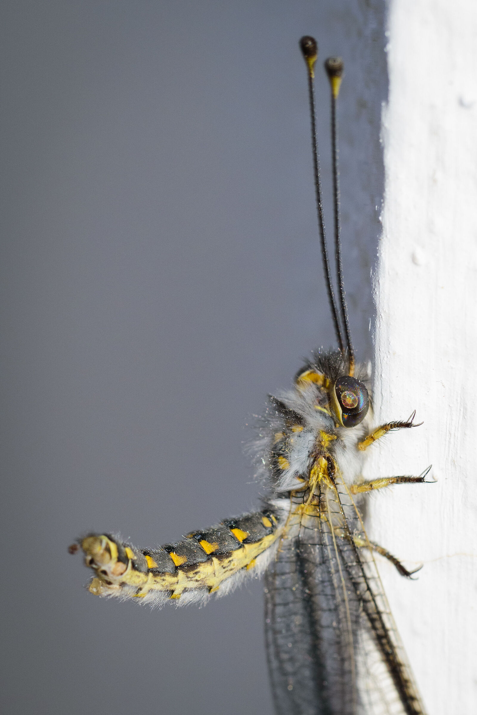 Insetto non identificato del terzo tipo