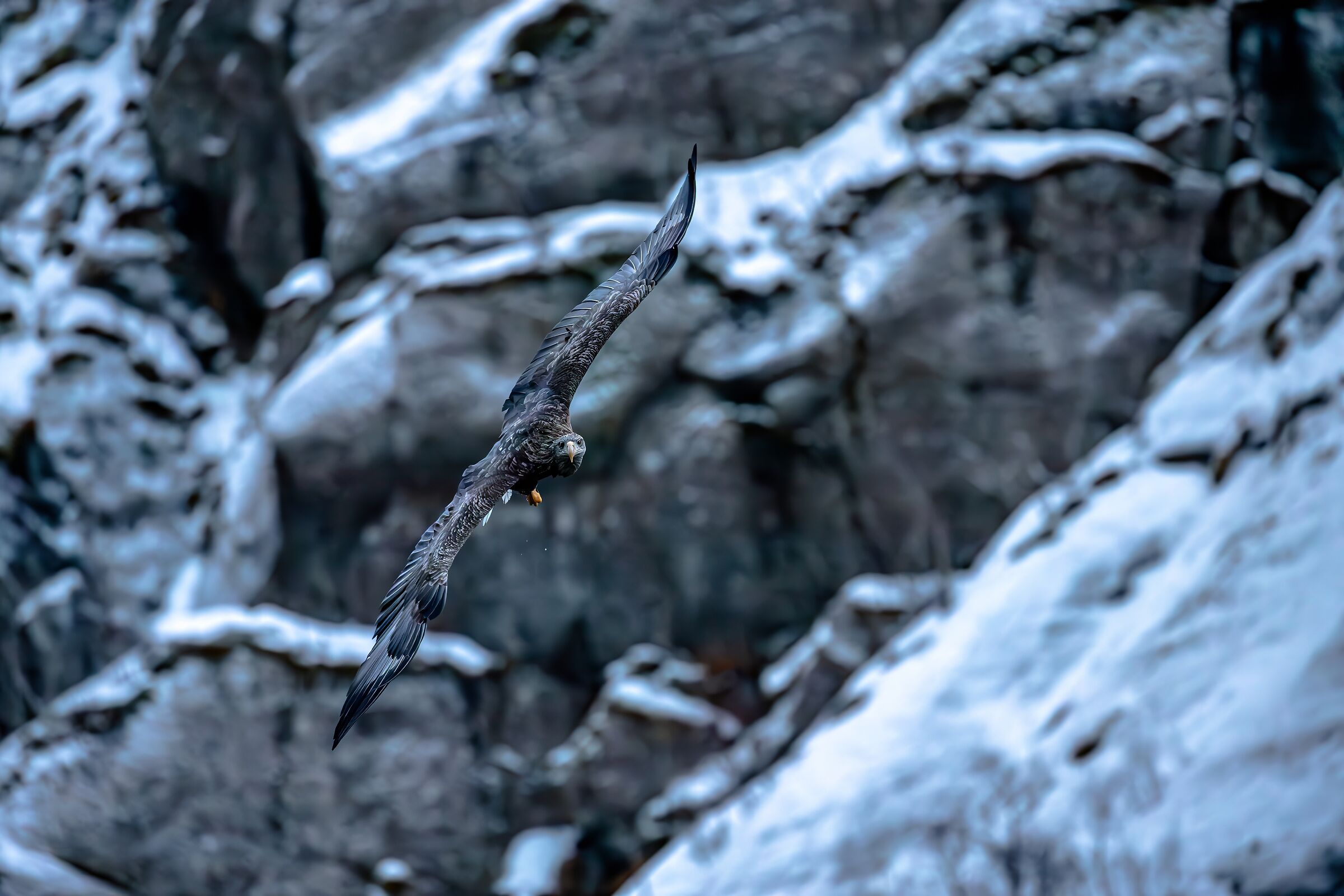 il profilo dell'aquila