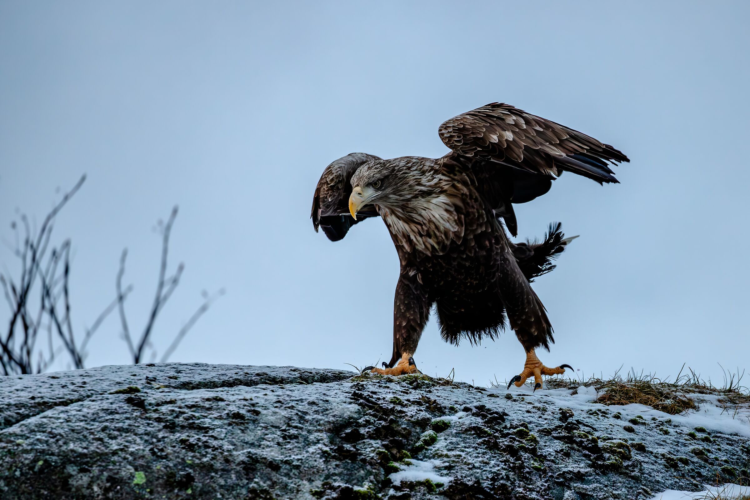 Aquila di mare codabianca