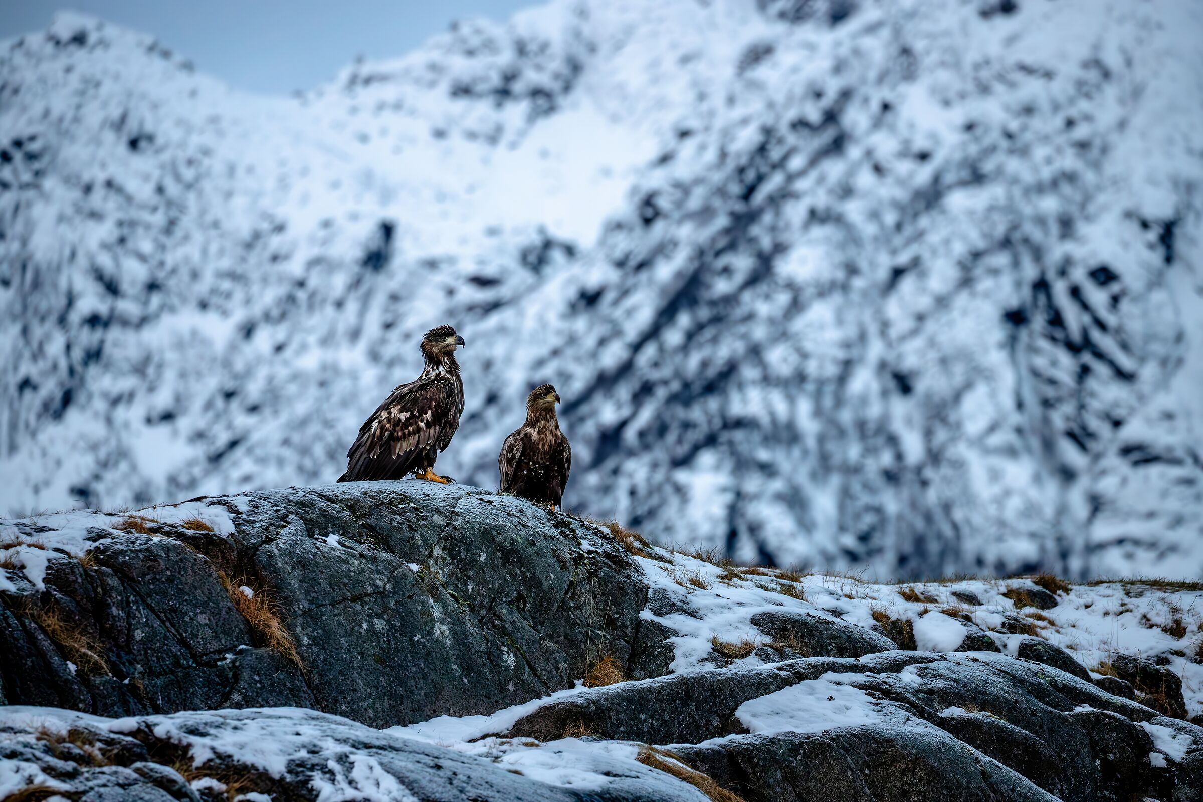 Coppia di aquile