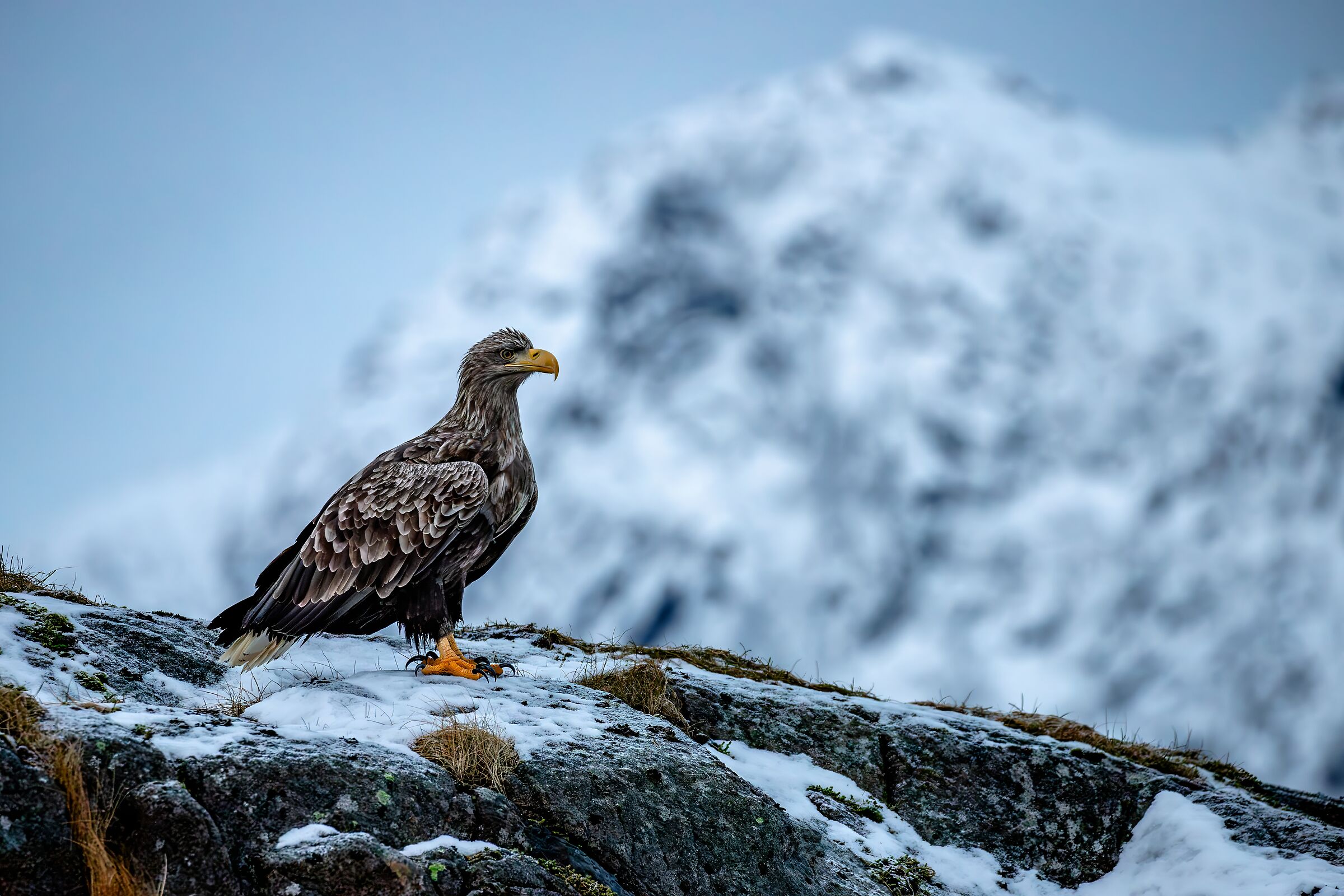 Il guardiano del Trollfjord