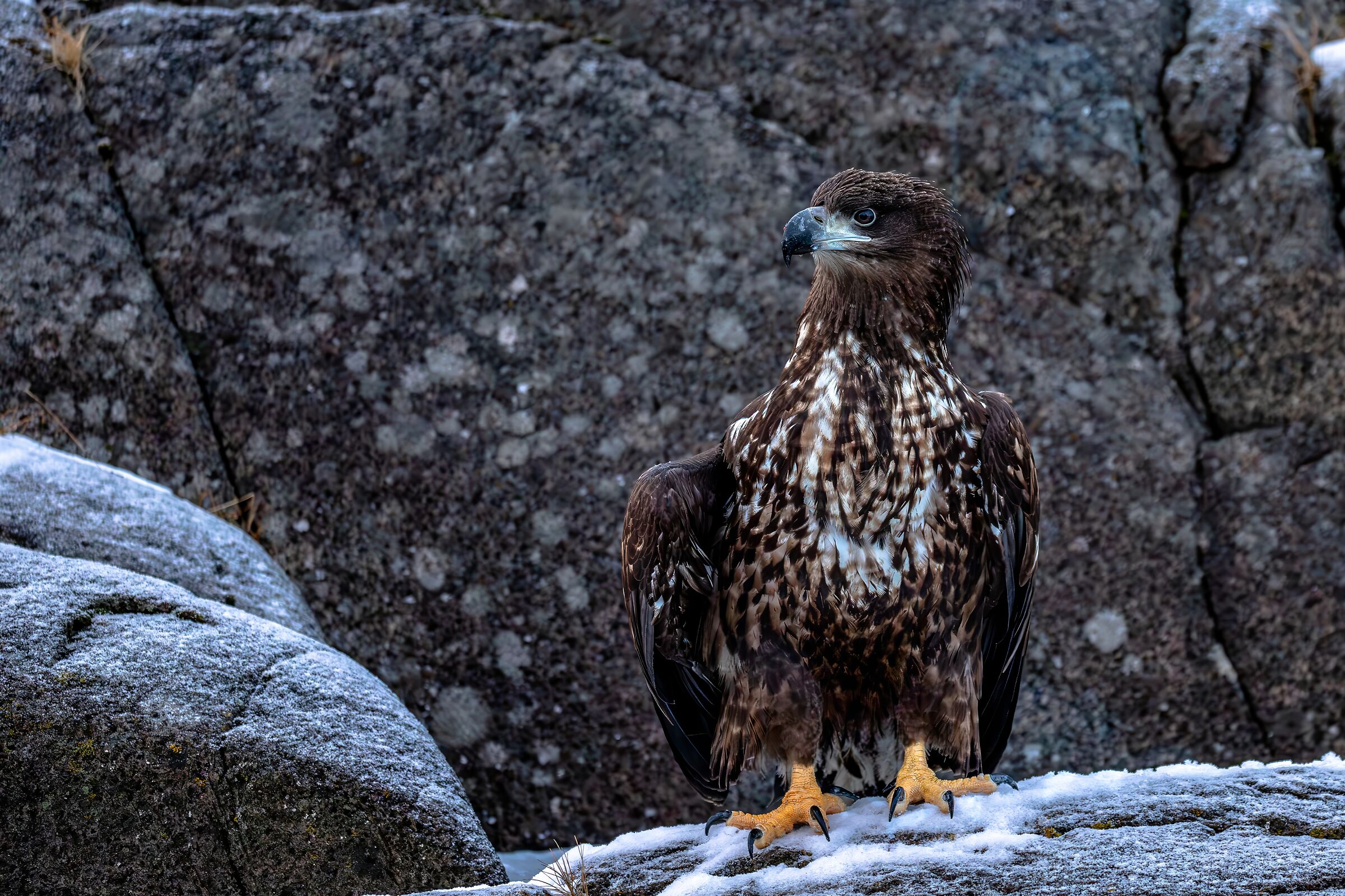 Haliaeetus albicilla