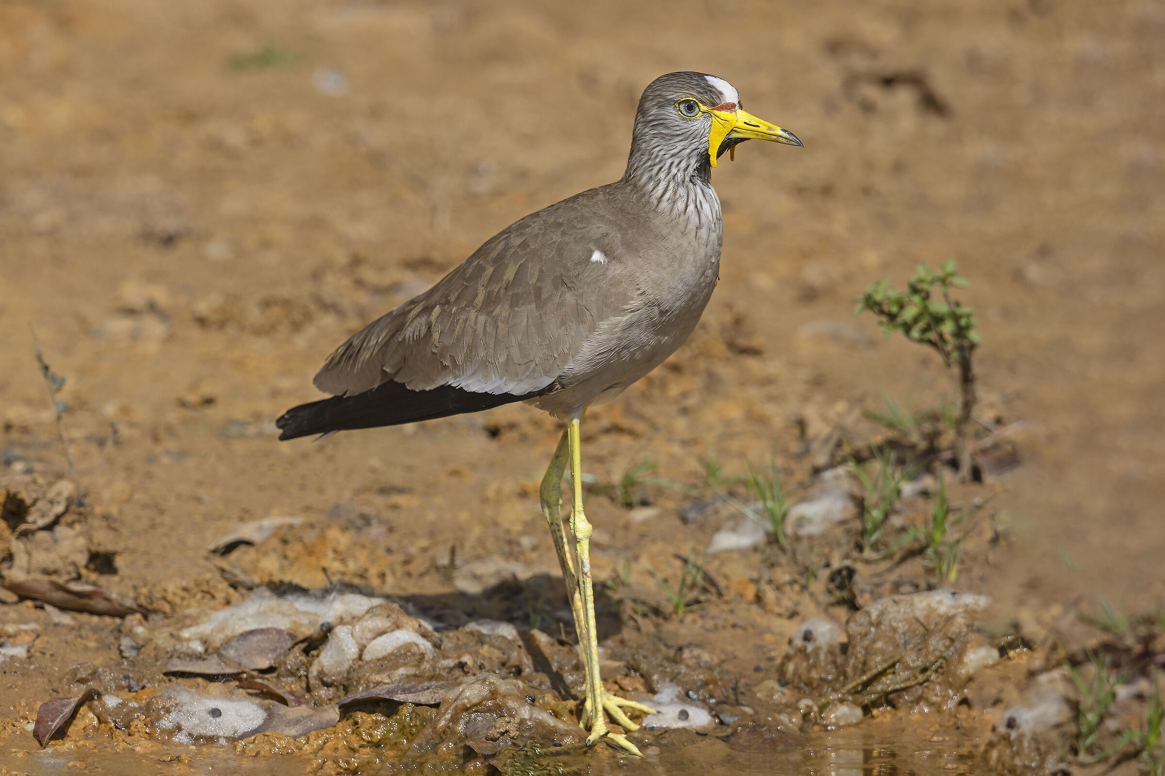 Pavoncella del Senegal