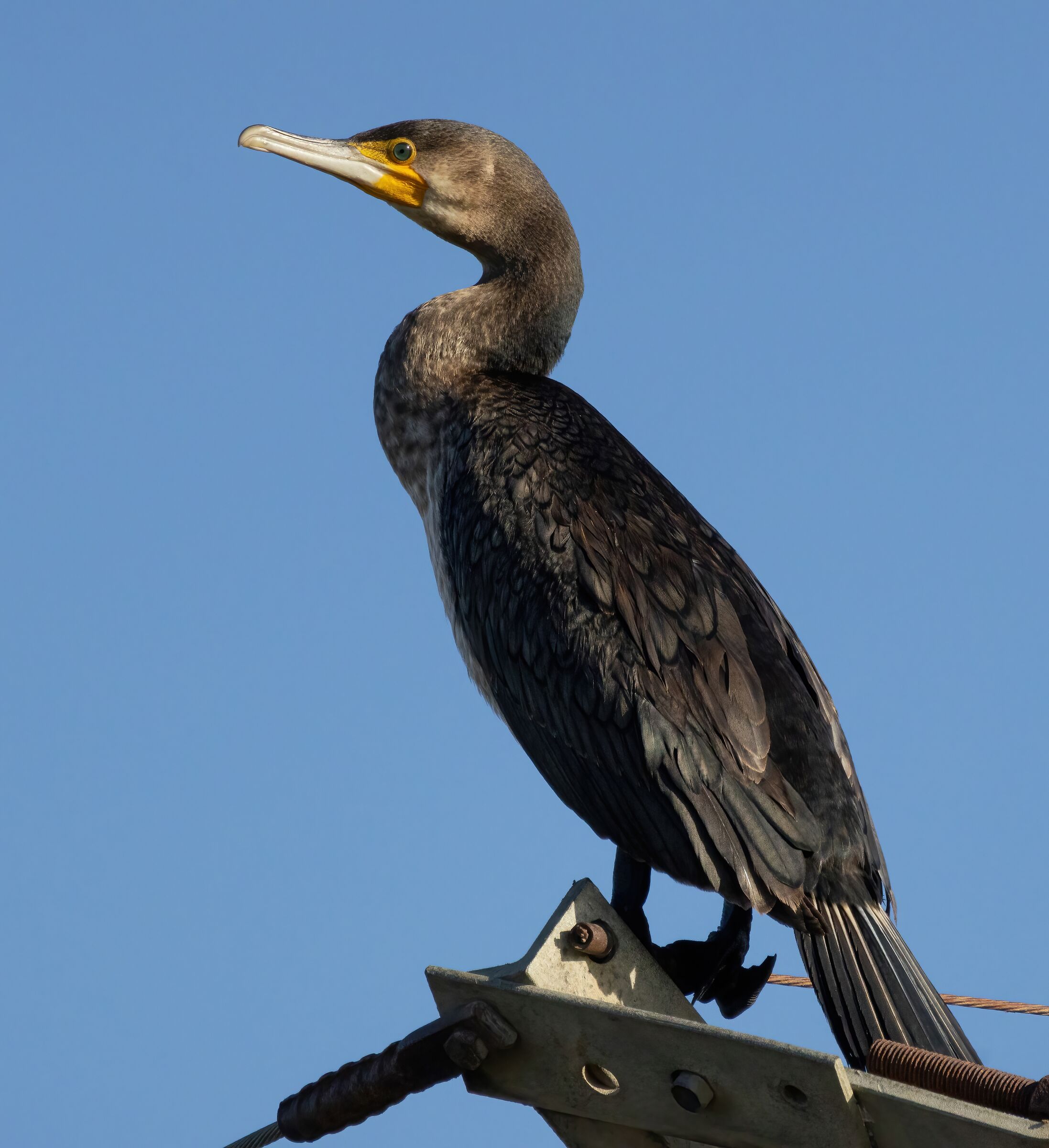 Cormorano 1