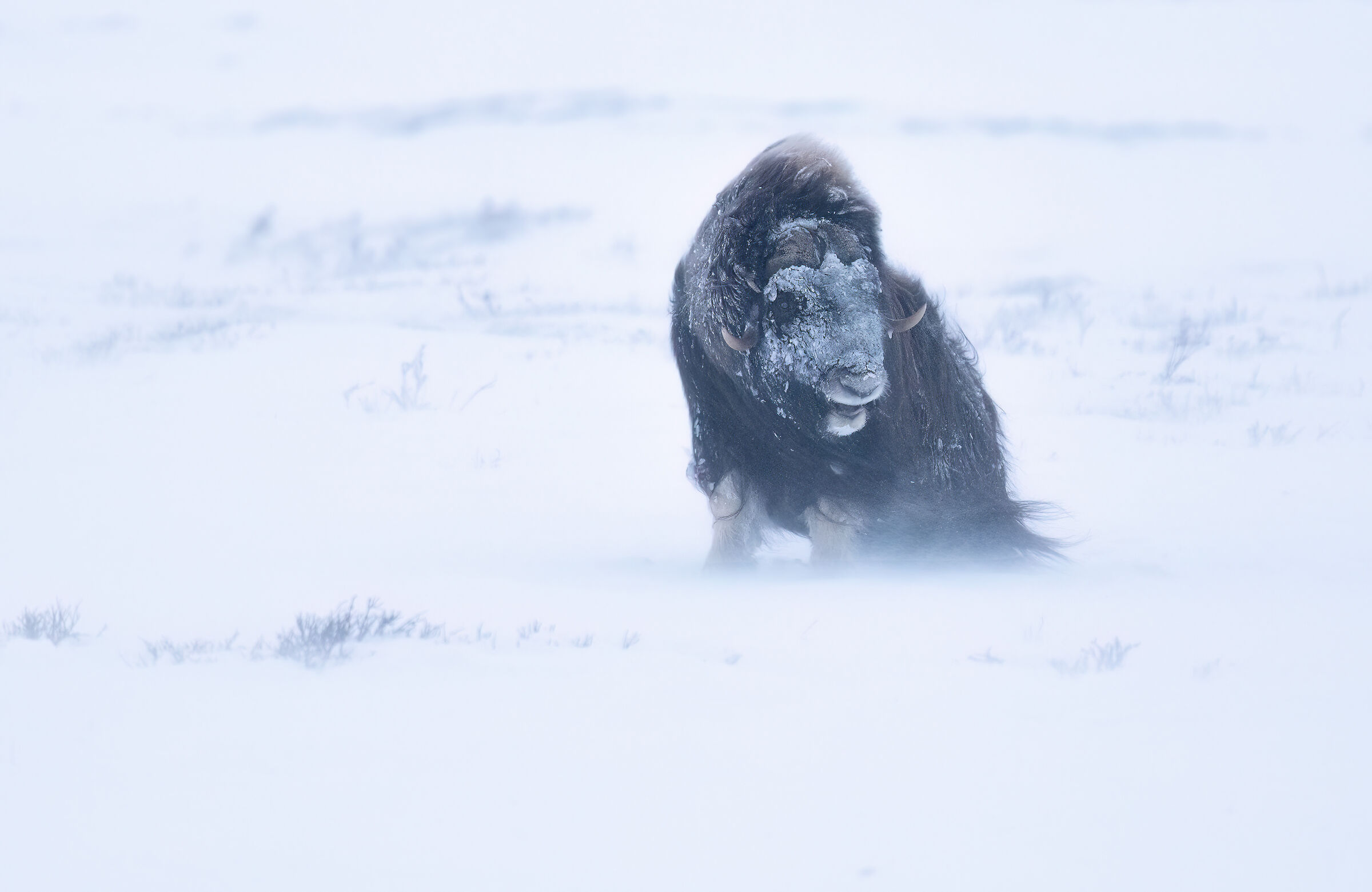 Muskox