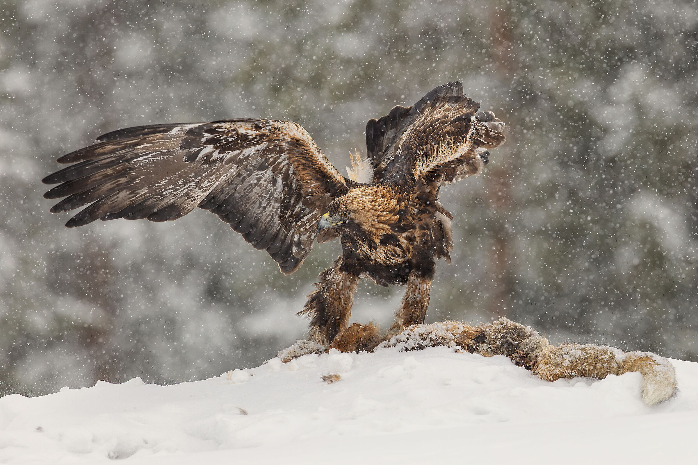 The gaze of the golden eagle