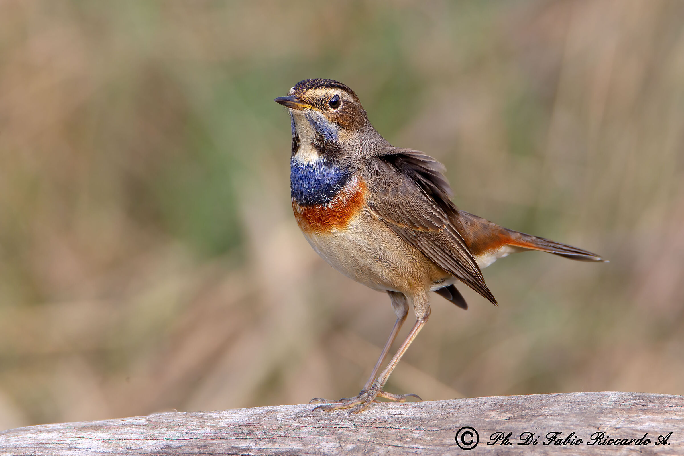 Male Bluethroat