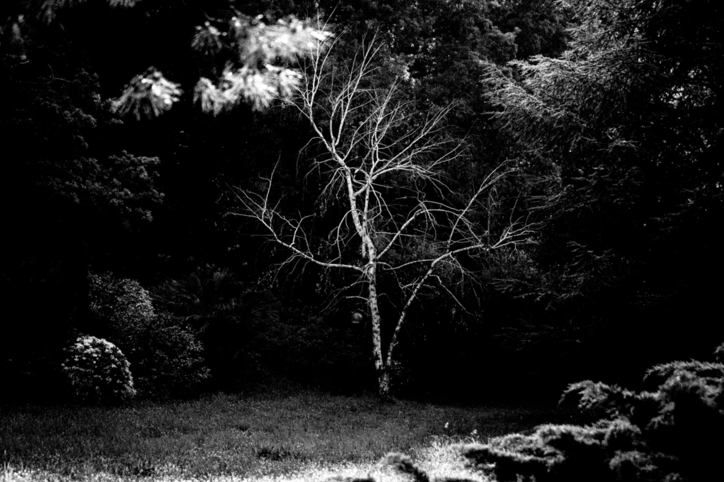 Bare birch