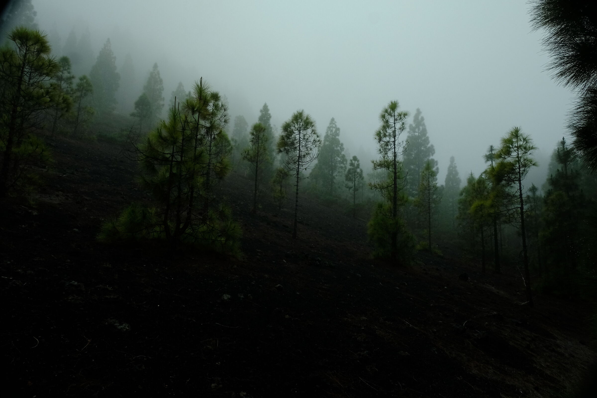 Terra vulcanica e foschia