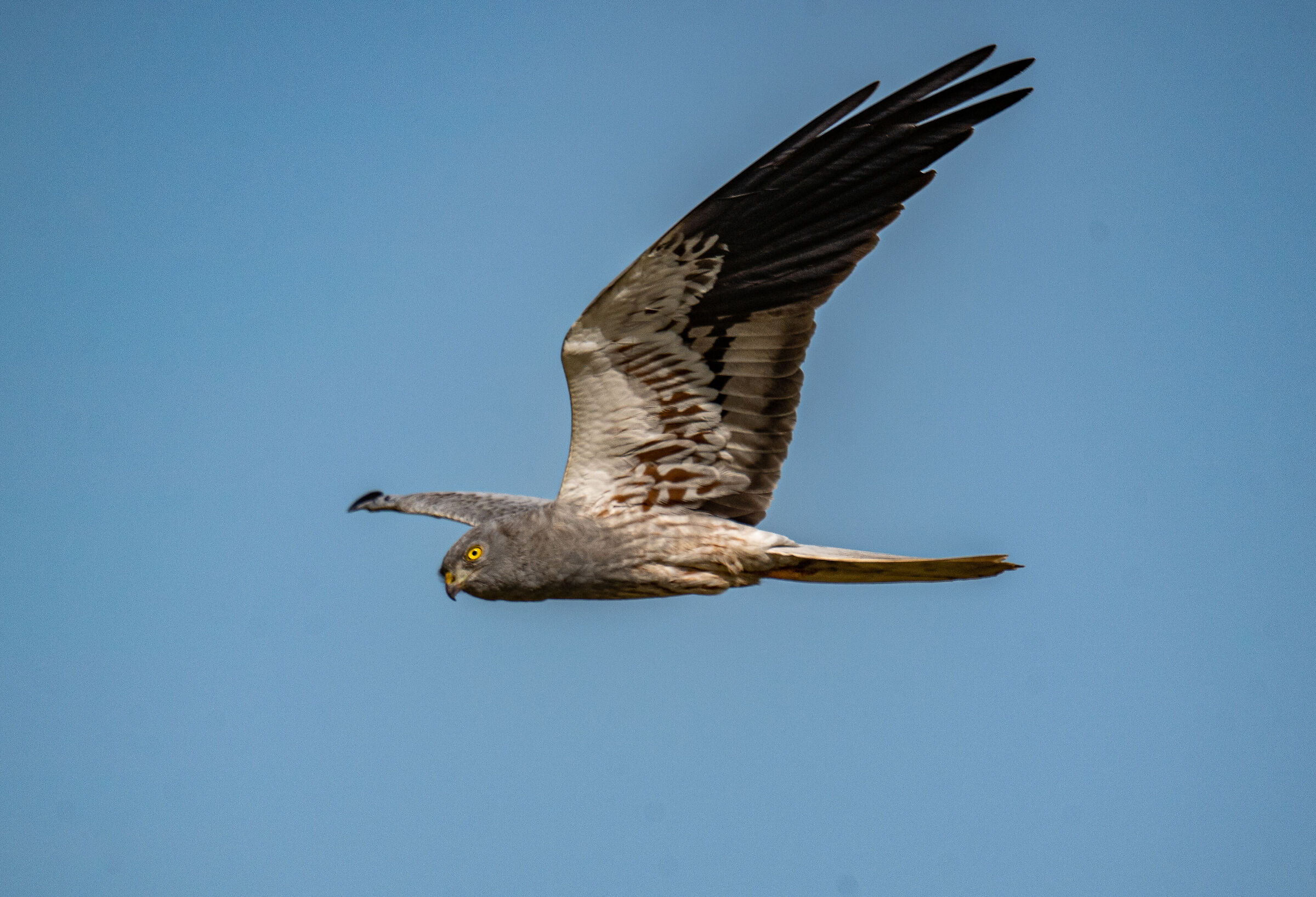 Male hen harrier