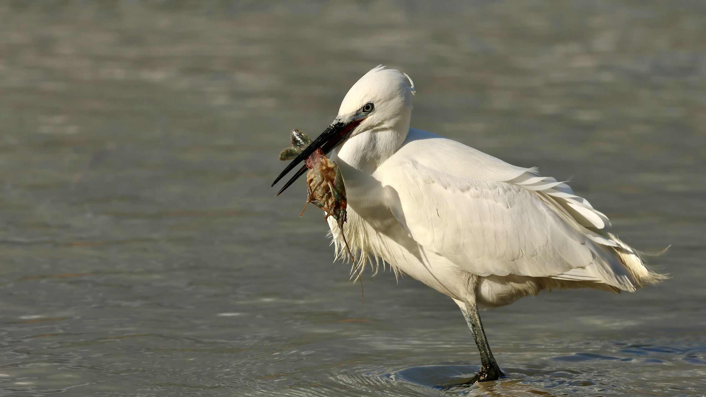 Egret with Prawn