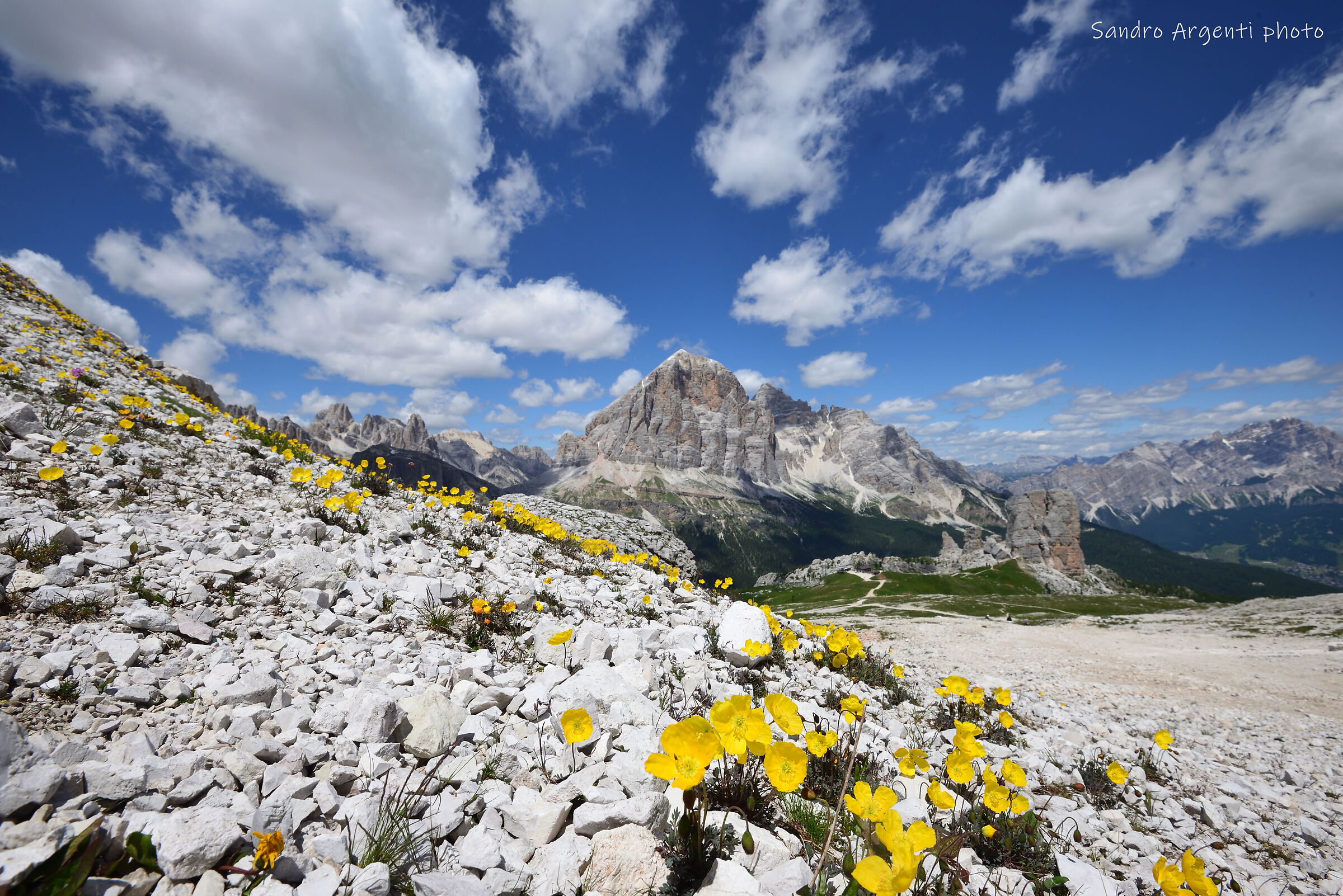 Fiori sulle Alpi italiane.