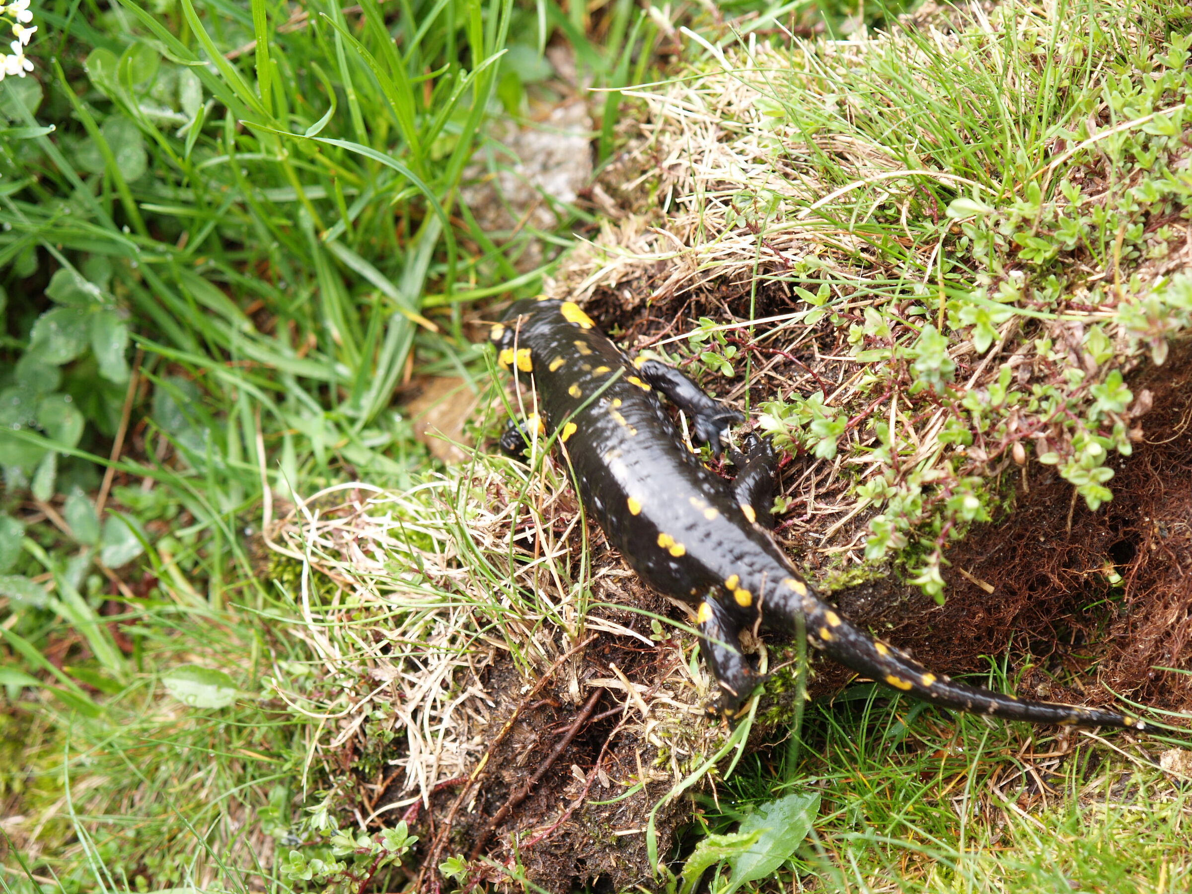 Salamander