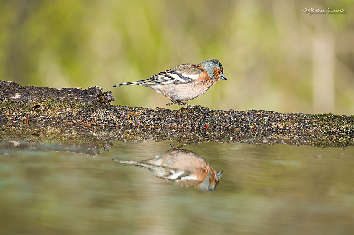 fringuello maschio a passeggio