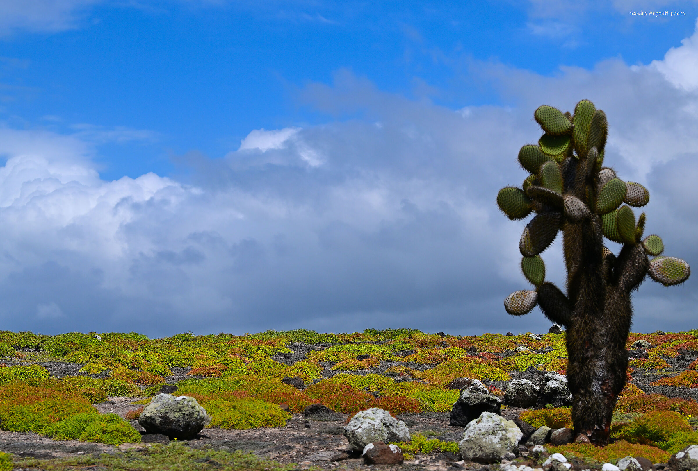 Colors and flora of the Galapagos.