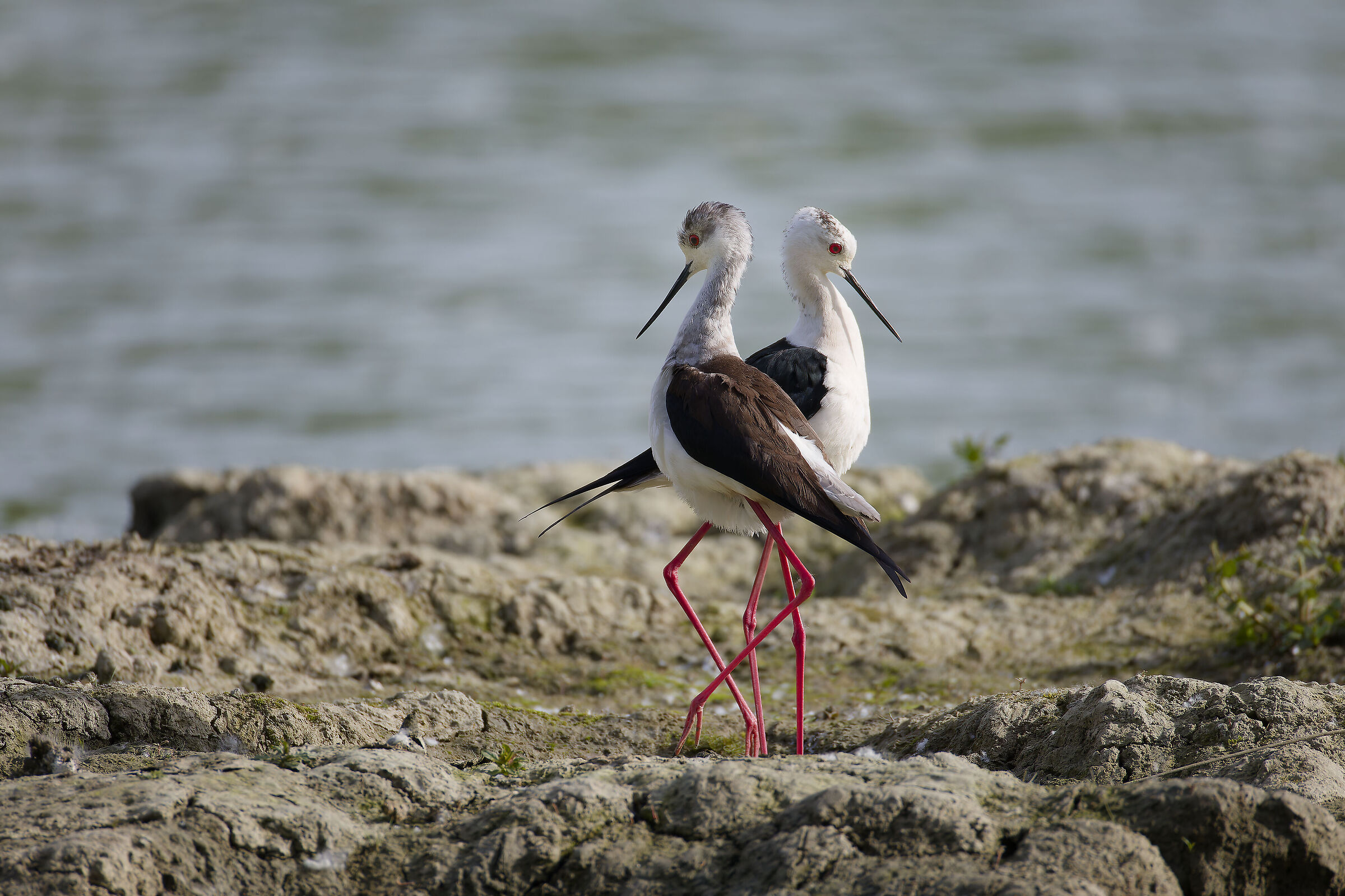 Pair of Black-winged Knights