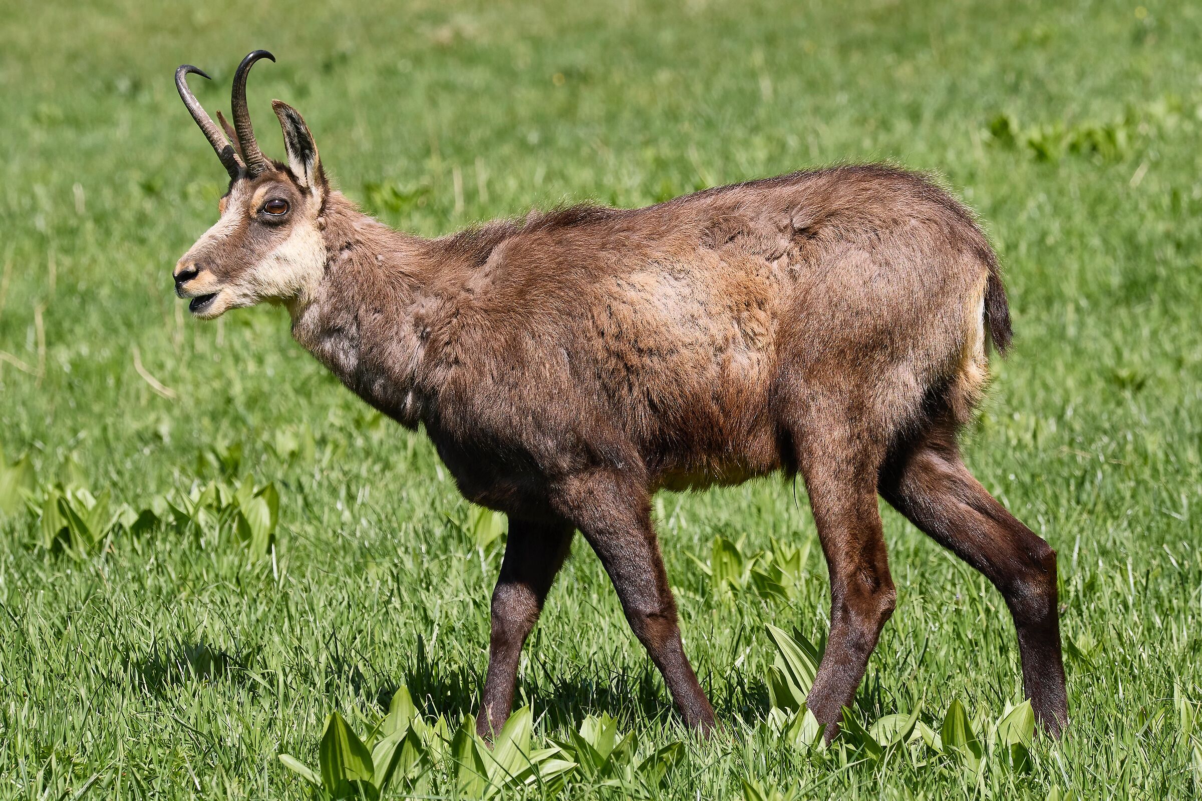 Chamois