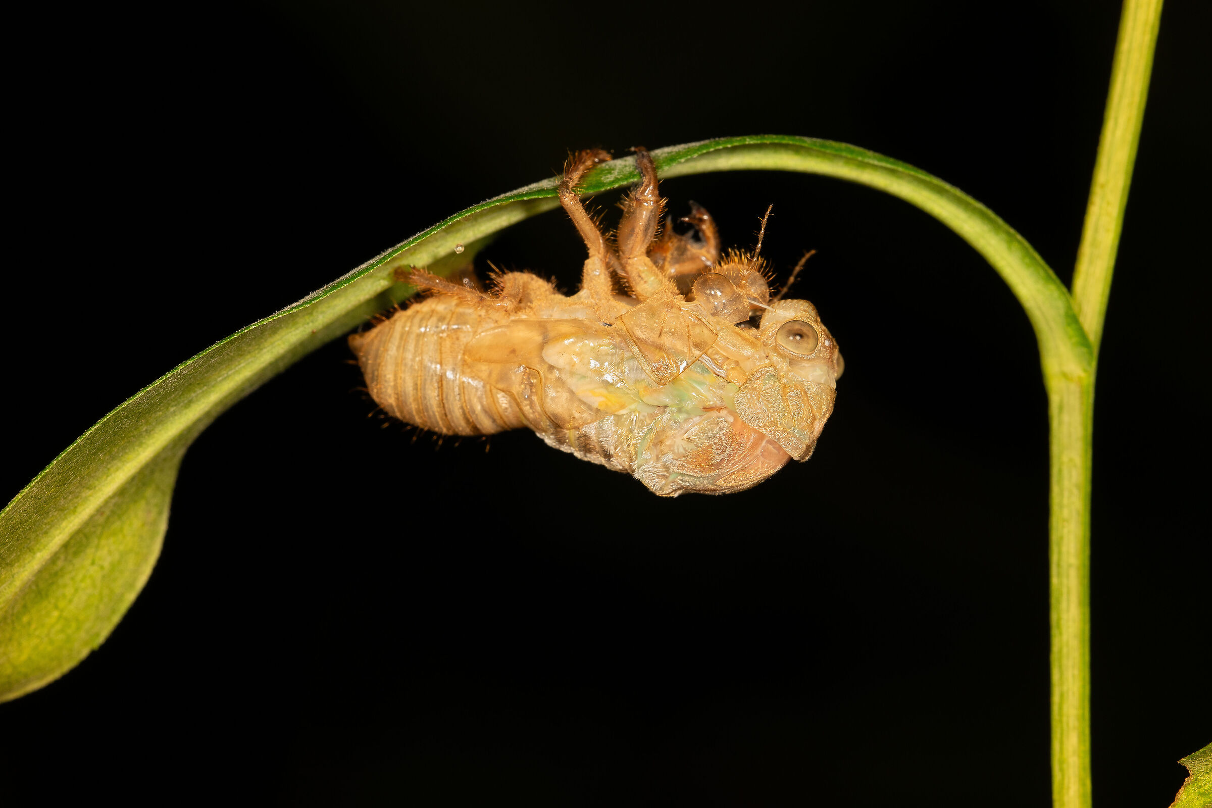 La metamorfosi della cicala, 9