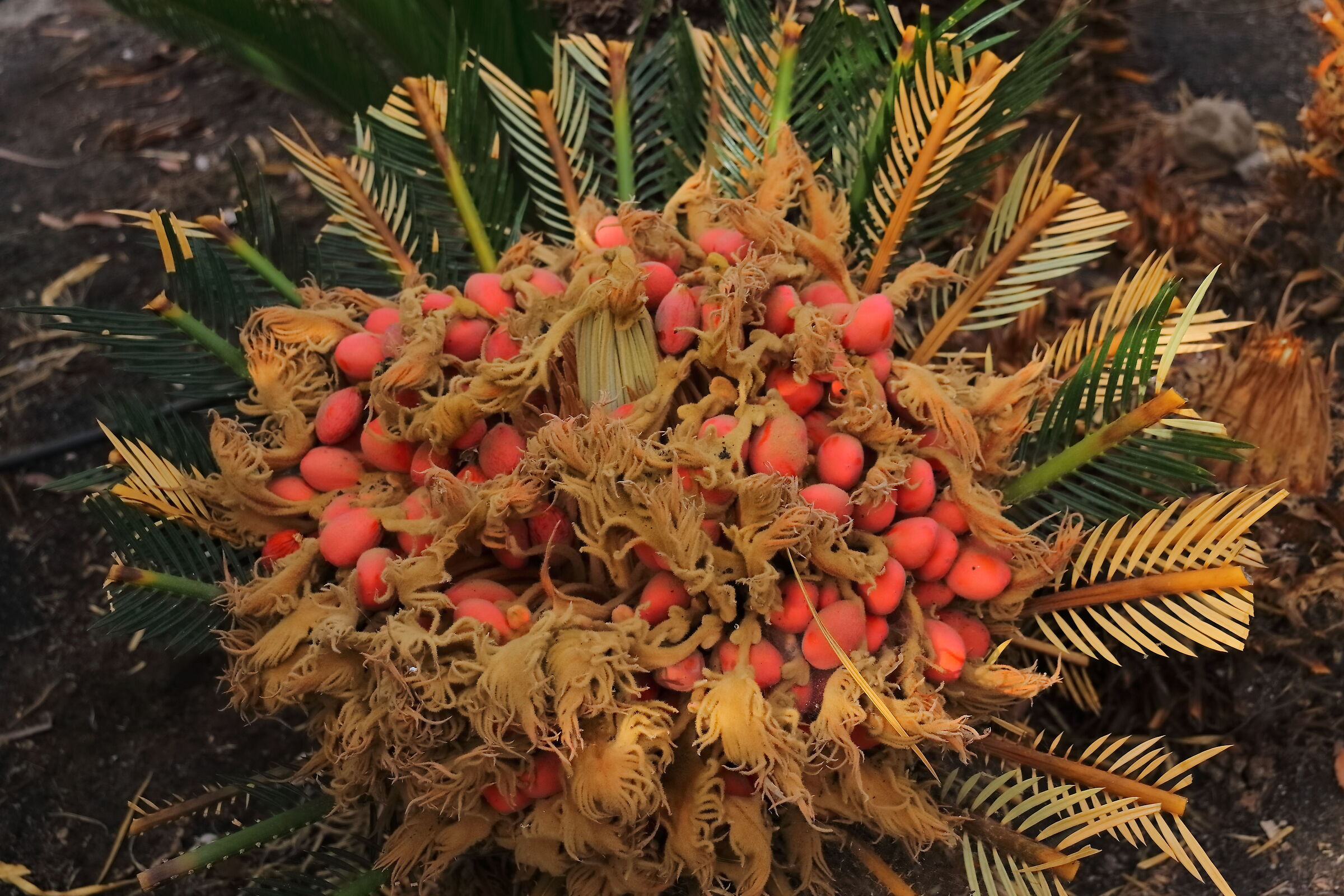 Giarre G15-04-2024 - 0154