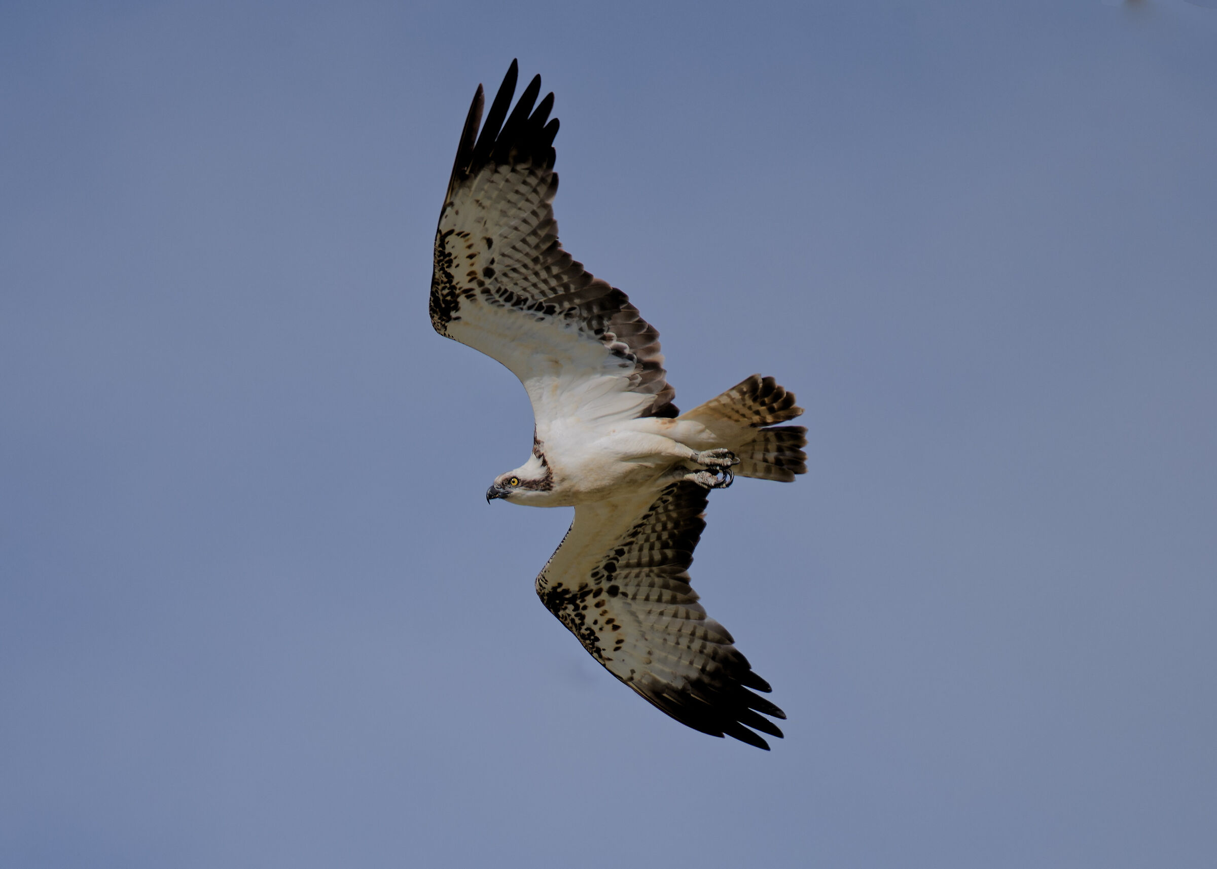 Osprey
