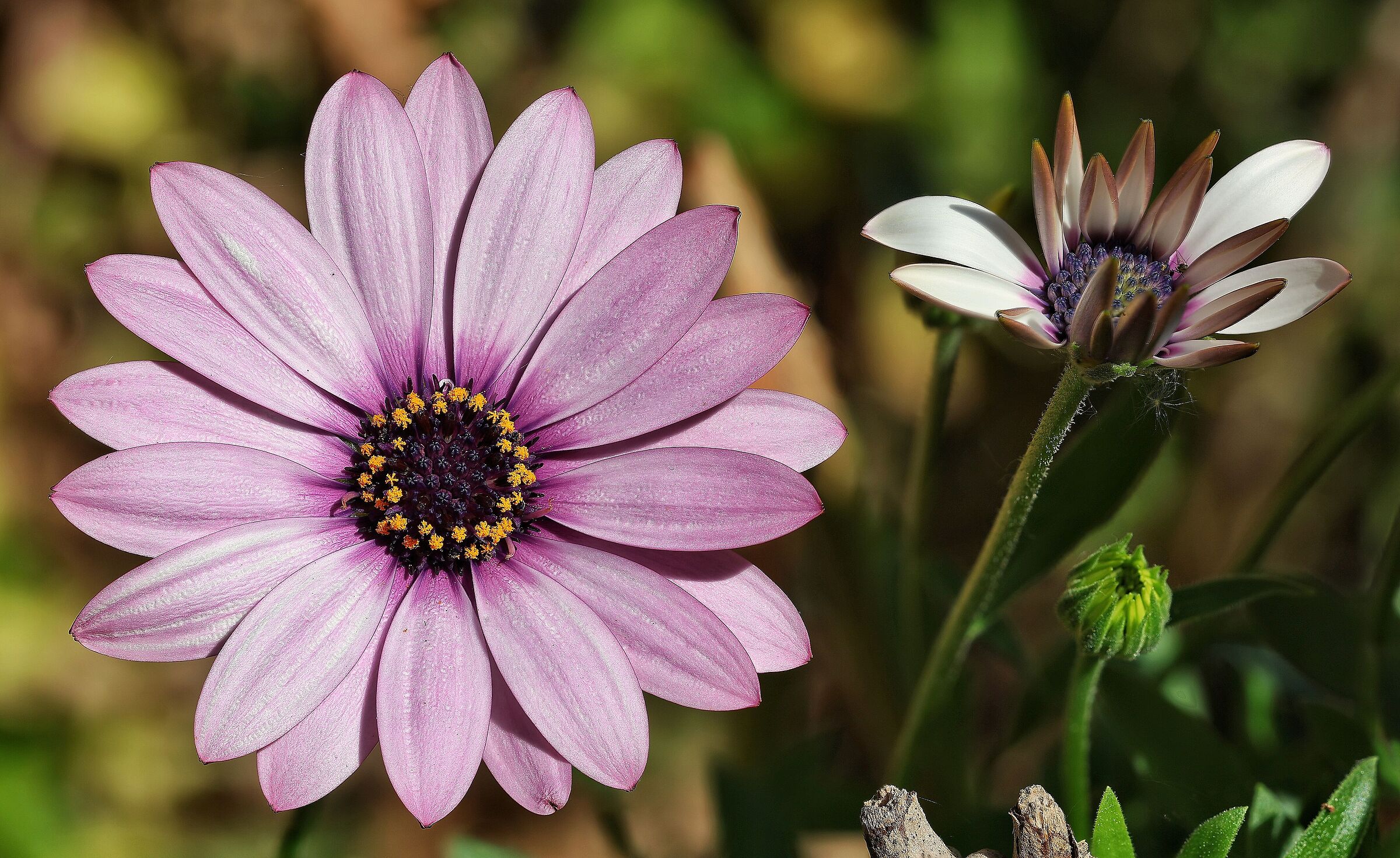 Dimorphotheca ecklonis