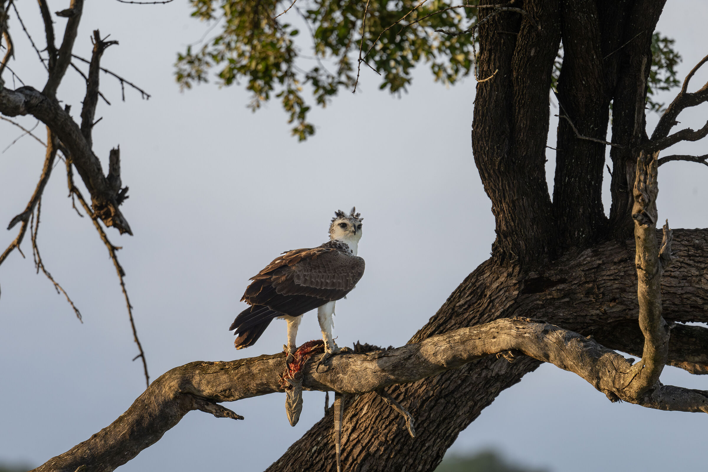 Polemaetus bellicosus