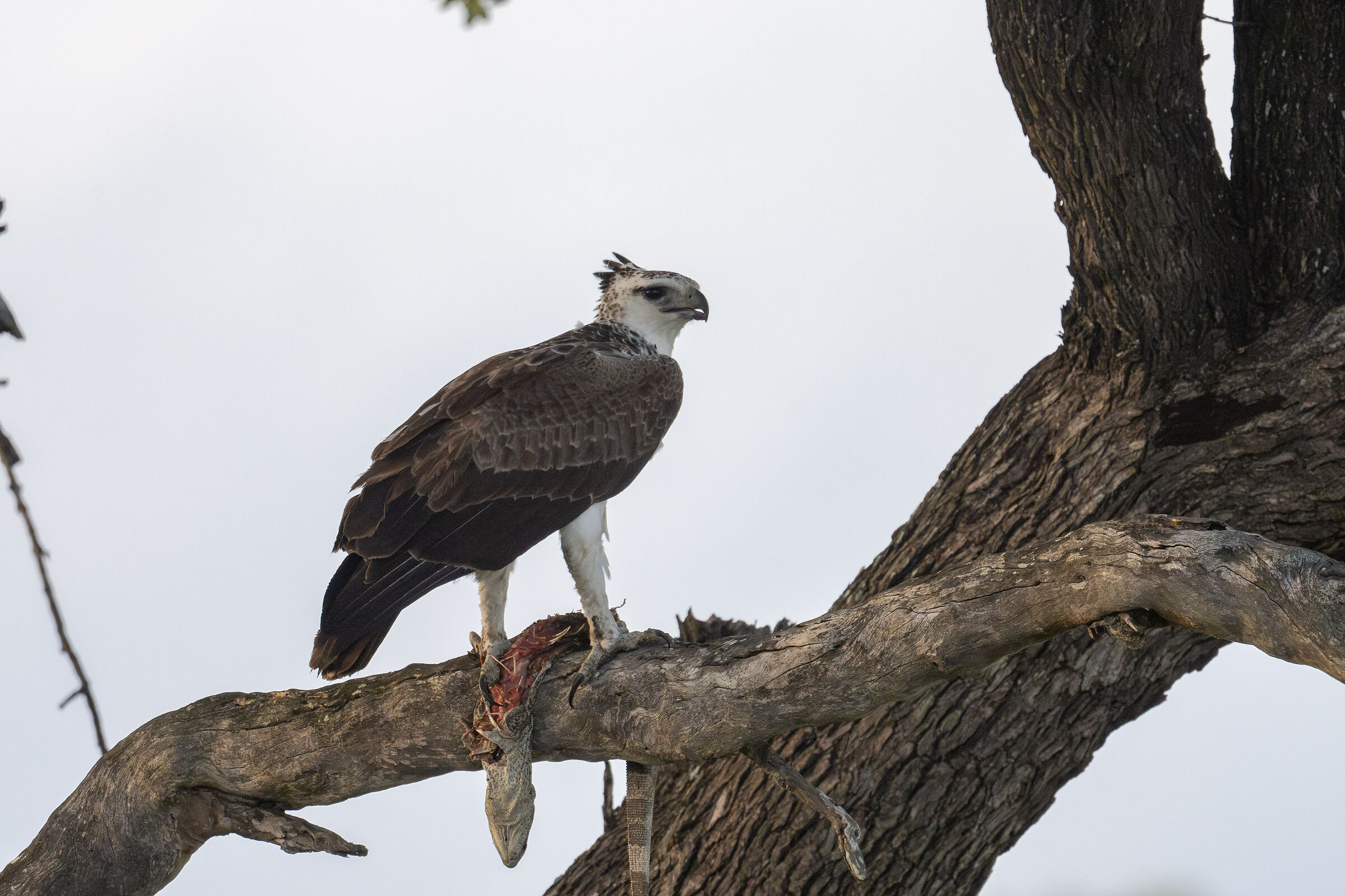 Polemaetus bellicosus