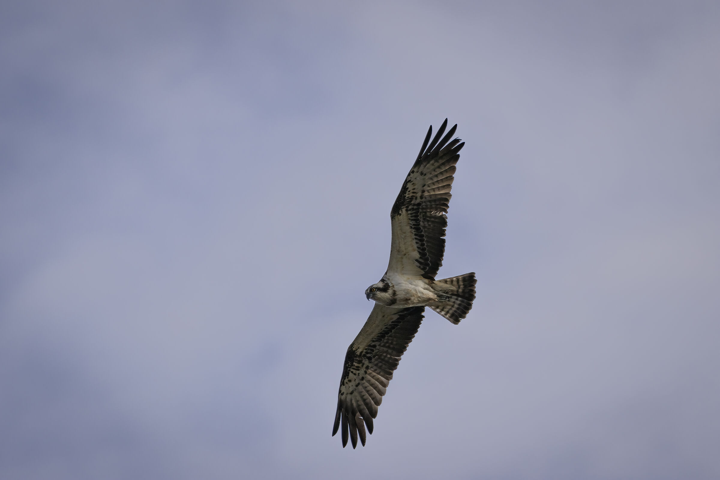 Falco pescatore