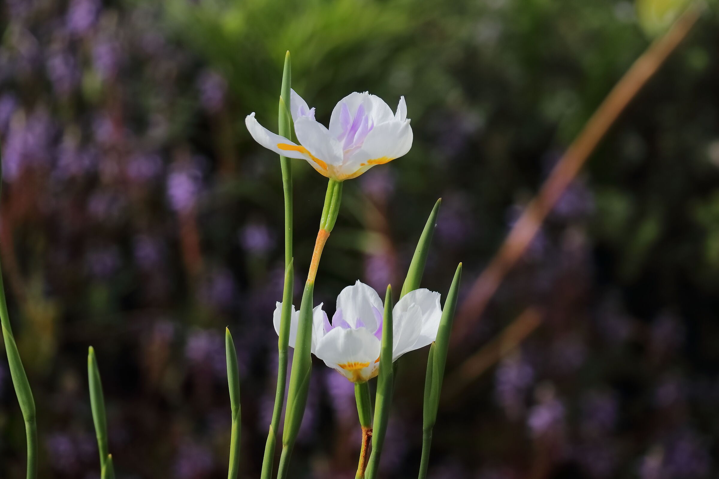 Giarre 15-04-2024 - 0166