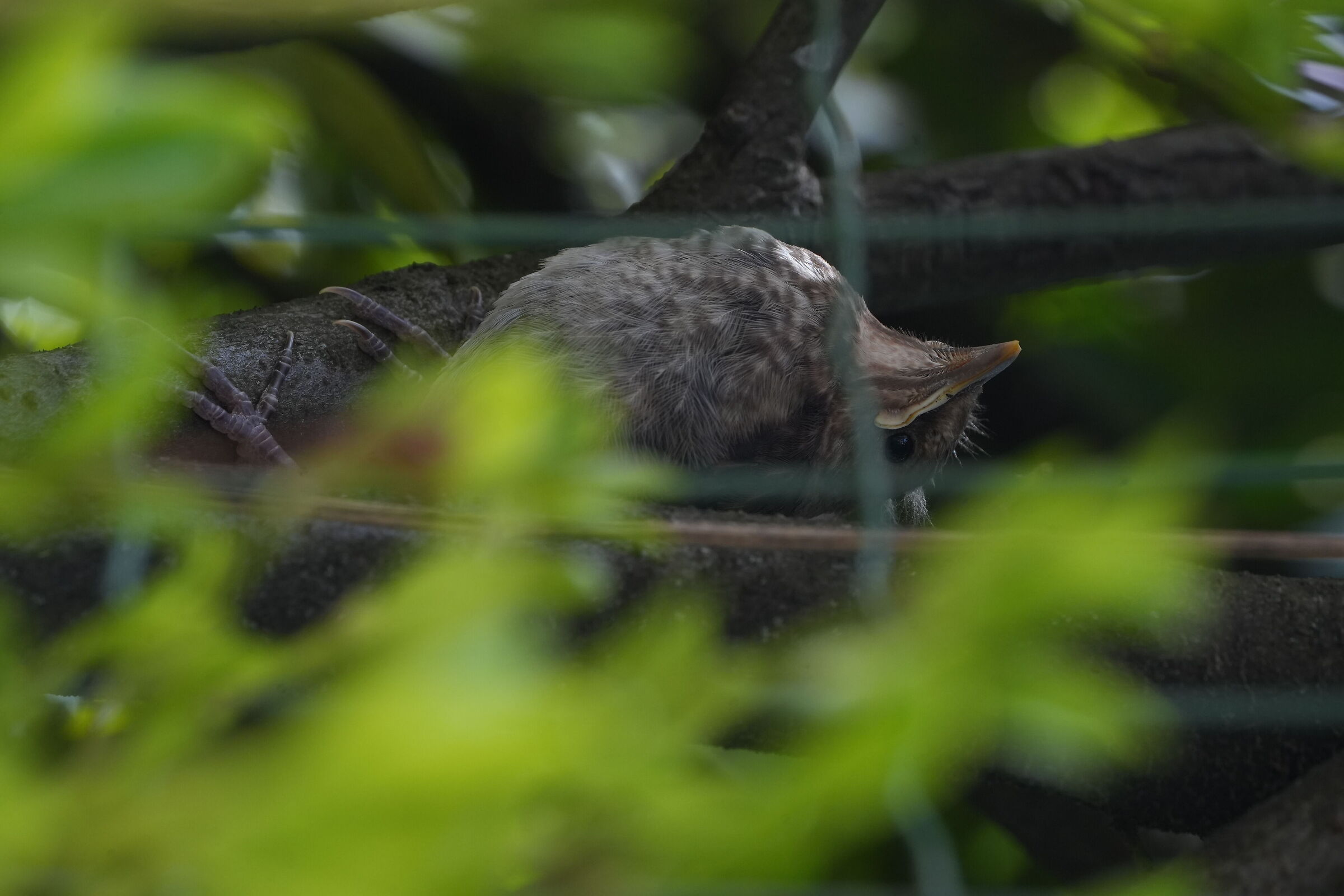 he doesn't see me, he doesn't see me... I've seen you :D