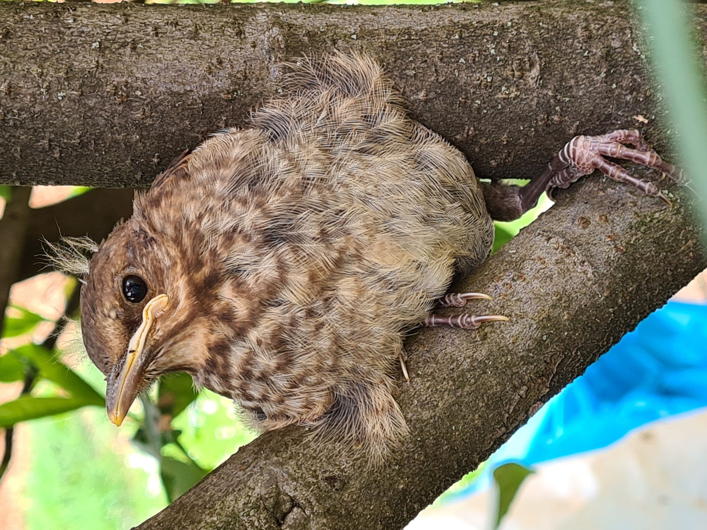 An easy prey even with a smartphone